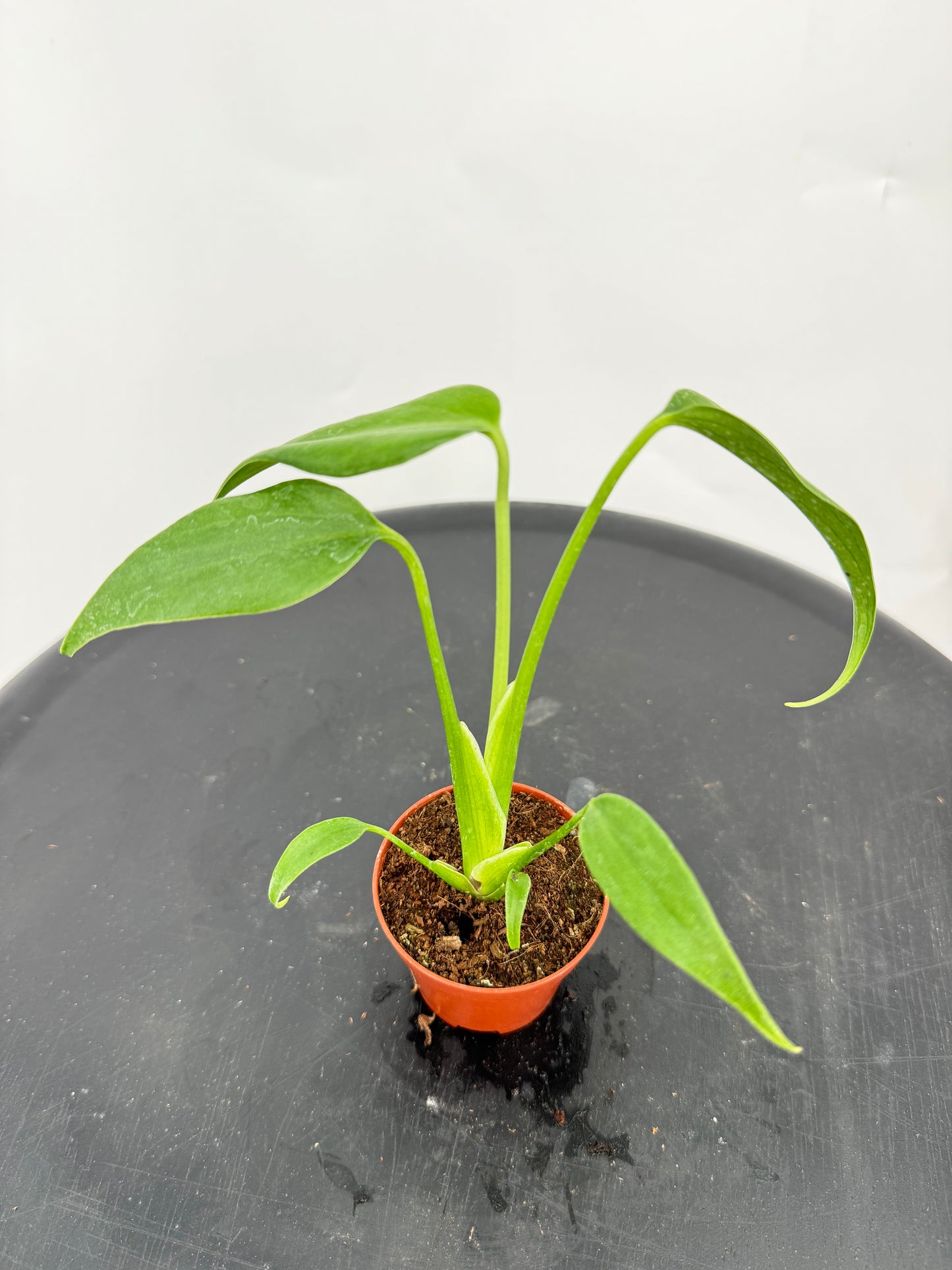 מונסטרה bmf קוטר 5