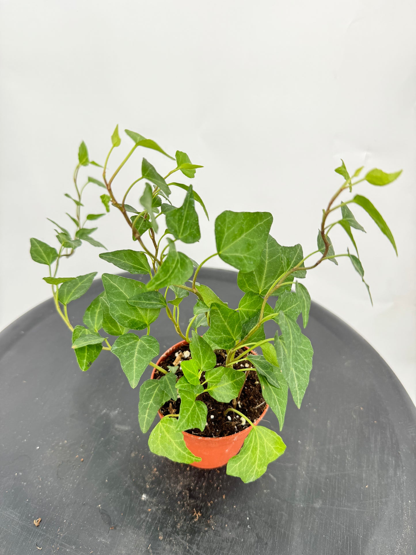 קיסוס מיקס קוטר 9