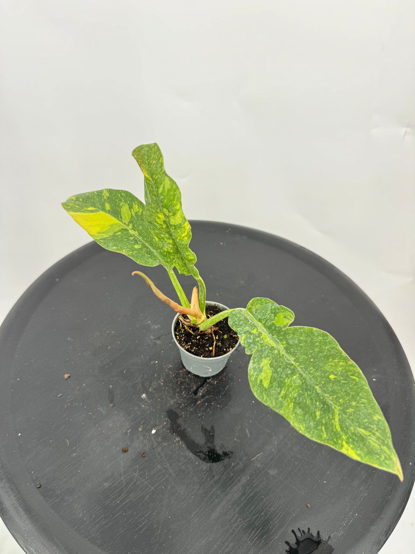 פילדנדרון רינג אוף פייר קוטר 9