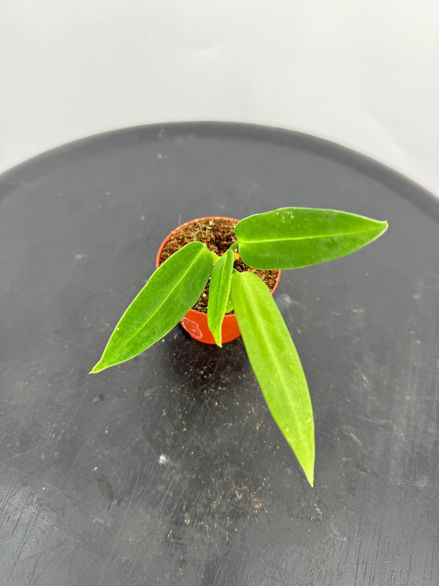 אנטוריום וורקאנום מיני קוטר 5