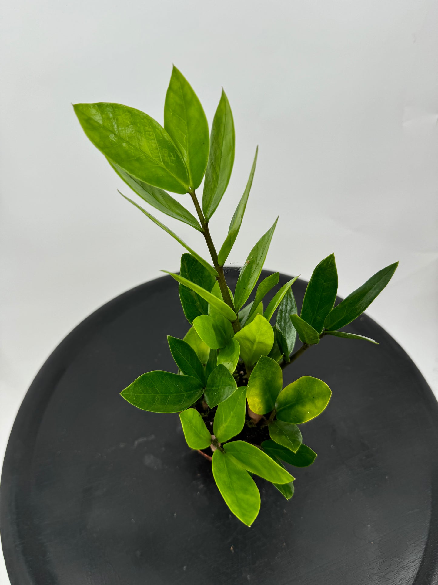 זמיה קוקוס עציץ קוטר 9 ס״מ