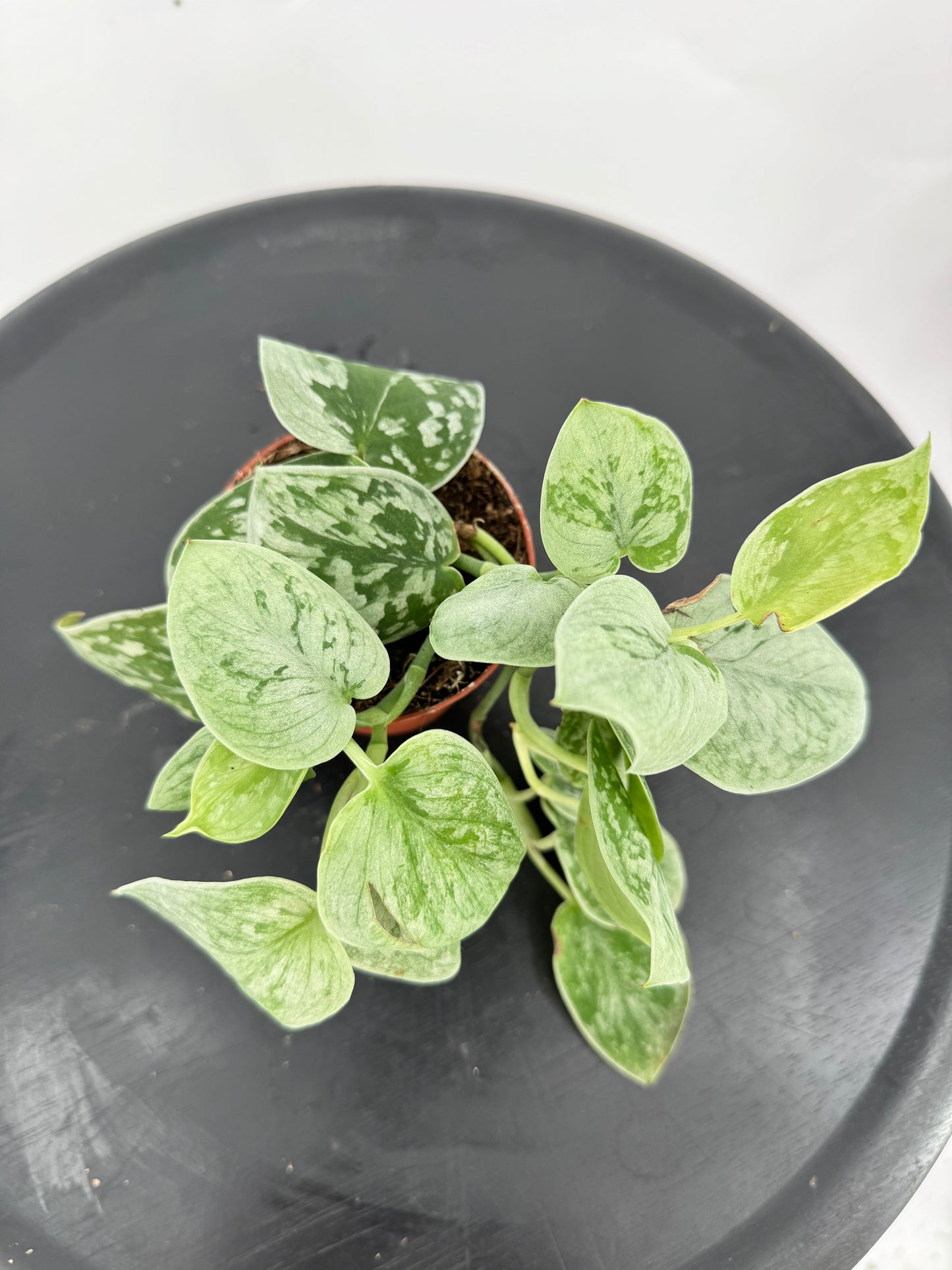 סקינדס סילבר אן קוטר 9