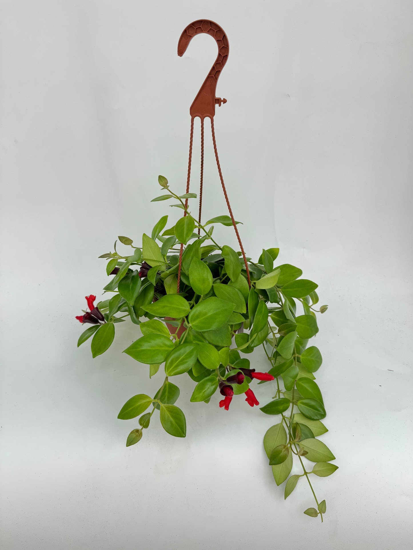 מונה ליזה אשיננטוס קוטר 15