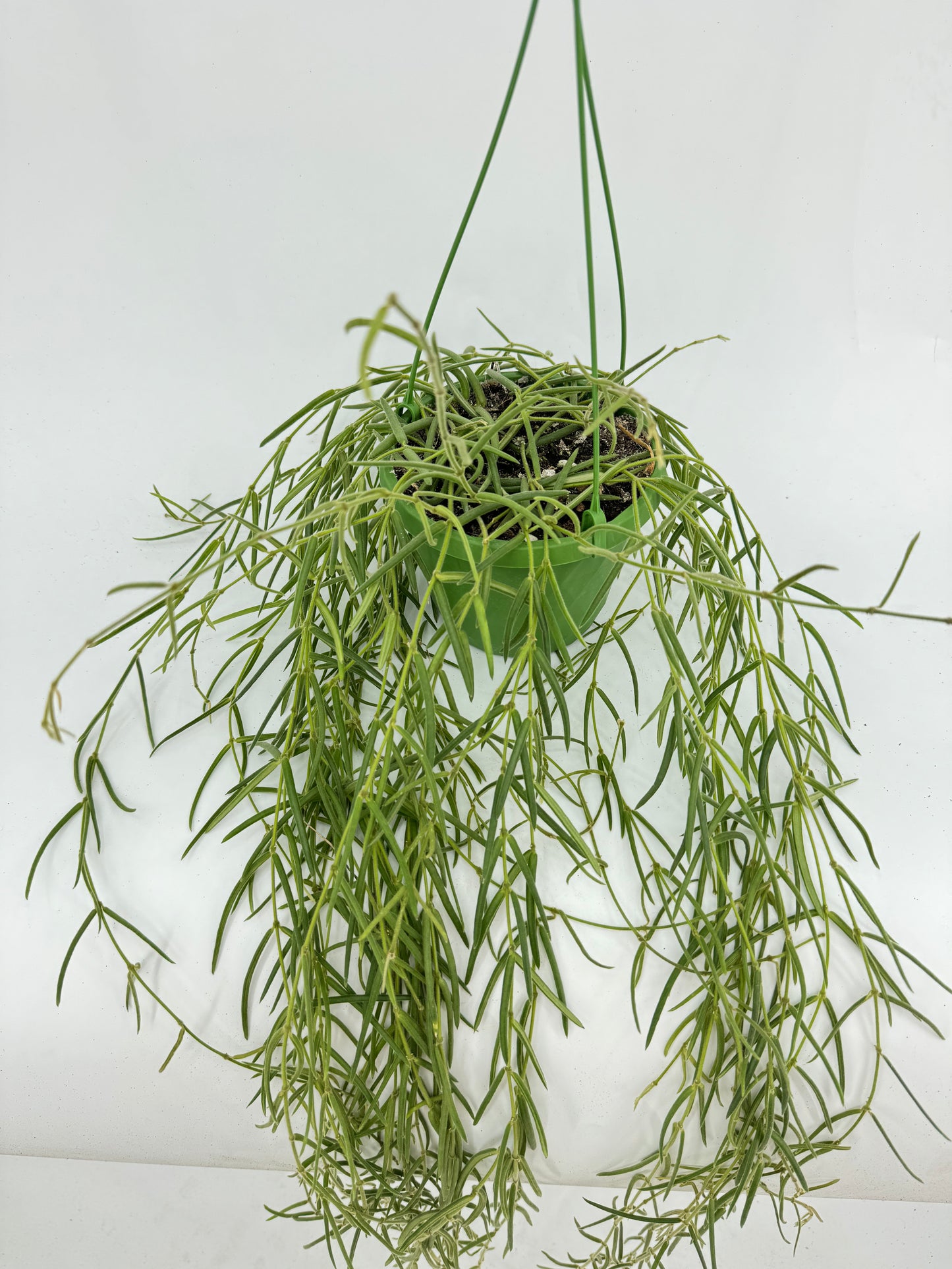 הויה לניאריס ענקית עציץ קוטר 14 ס״מ