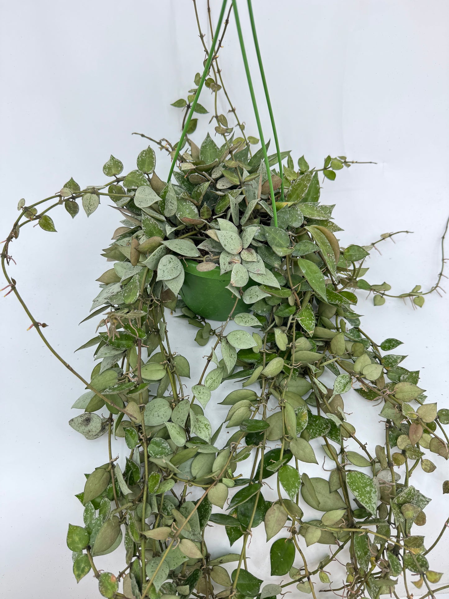 הויה אסקימו עציץ קוטר 12 ס״מ