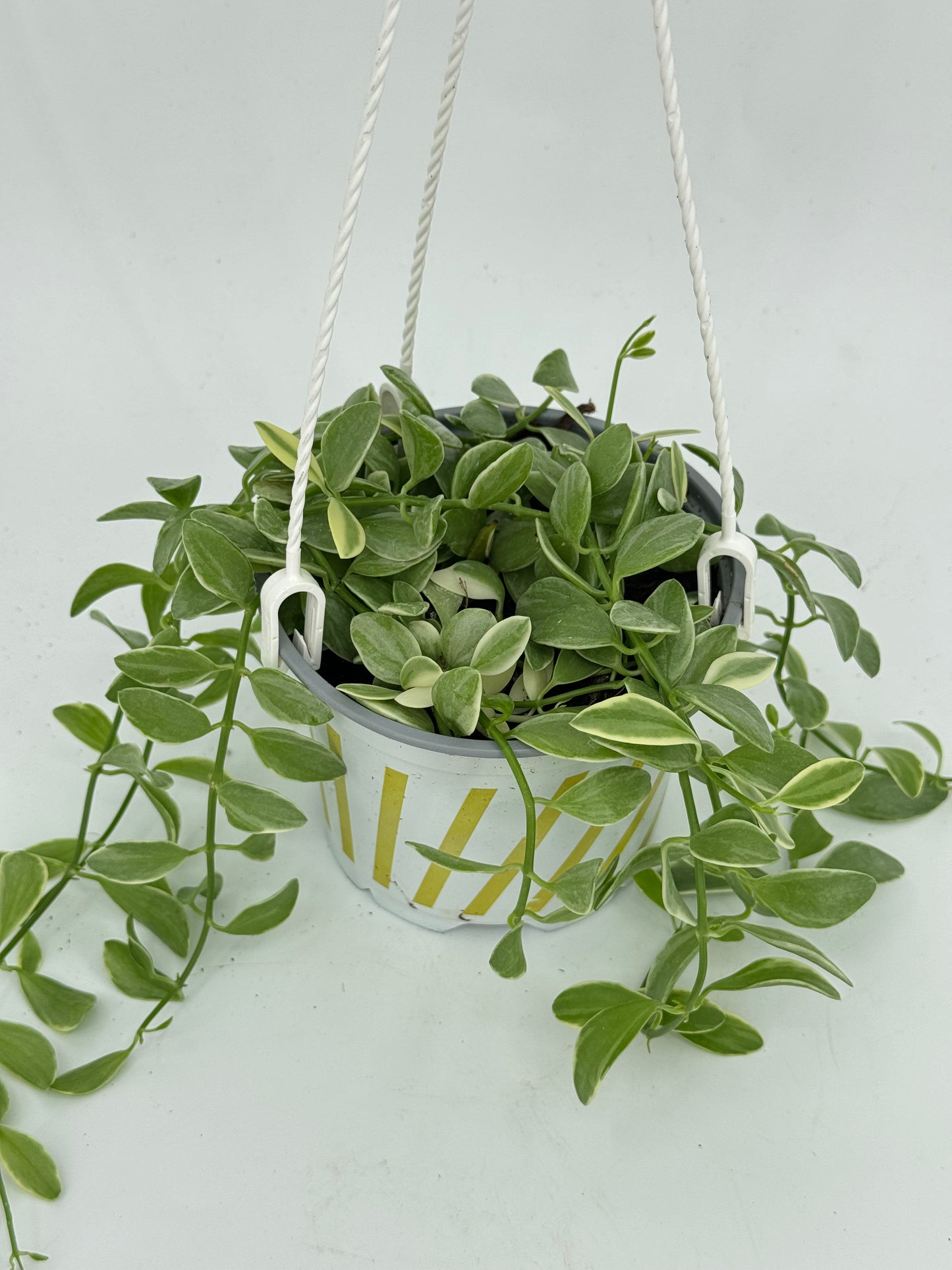 דישידיה מגוונת יציץ קוטר 12 ס״מ