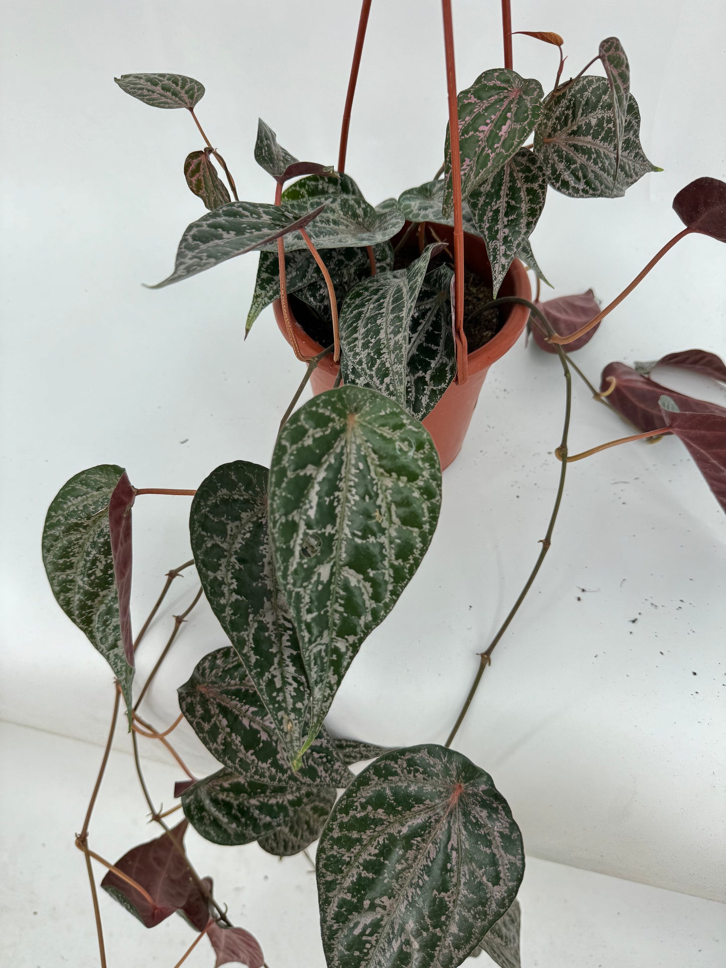 פייפר עציץ קוטר 15 ס״מ