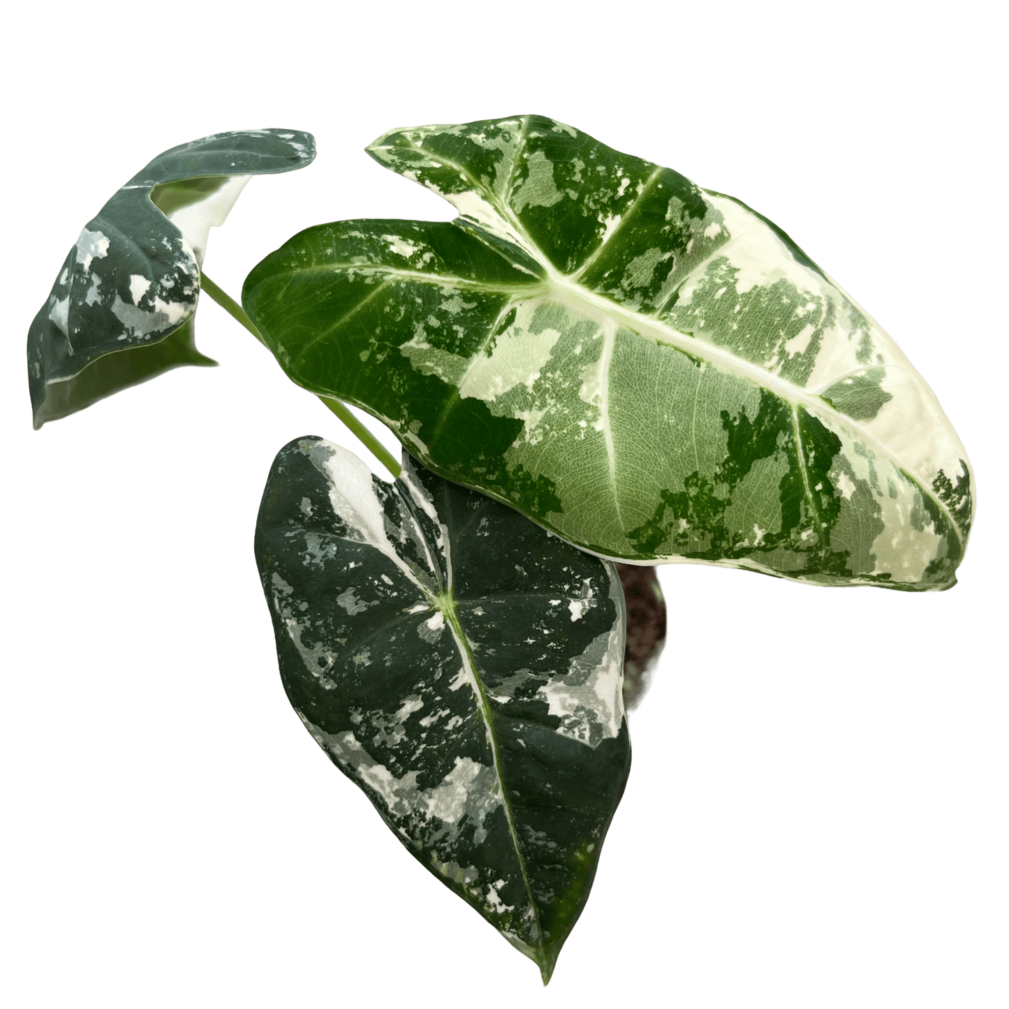 אלוקסיה פריידיק מגוונת - רוטין (ירוק במרפסת לשעבר)