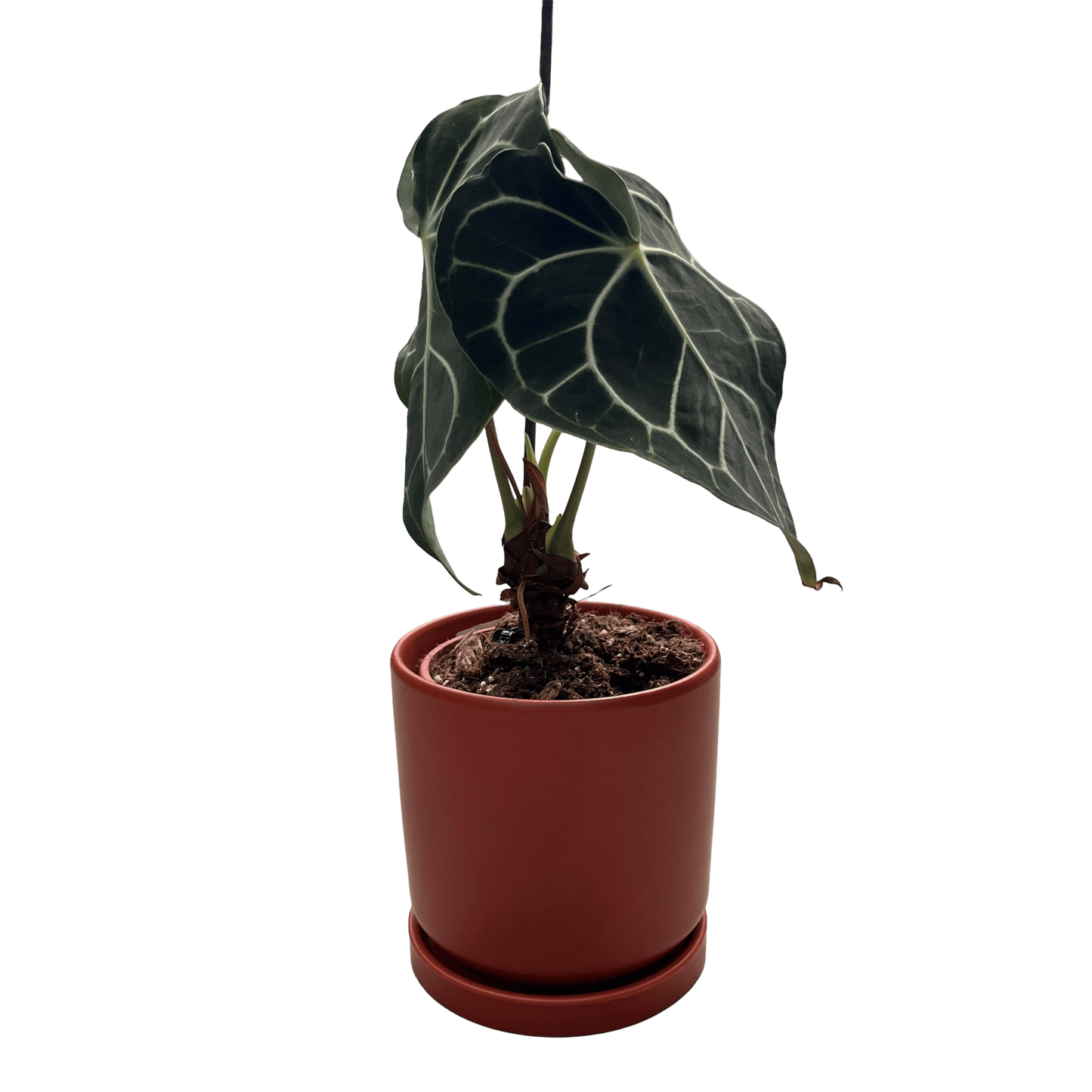 אנטוריום קרליביום בינוני - רוטין (ירוק במרפסת לשעבר)