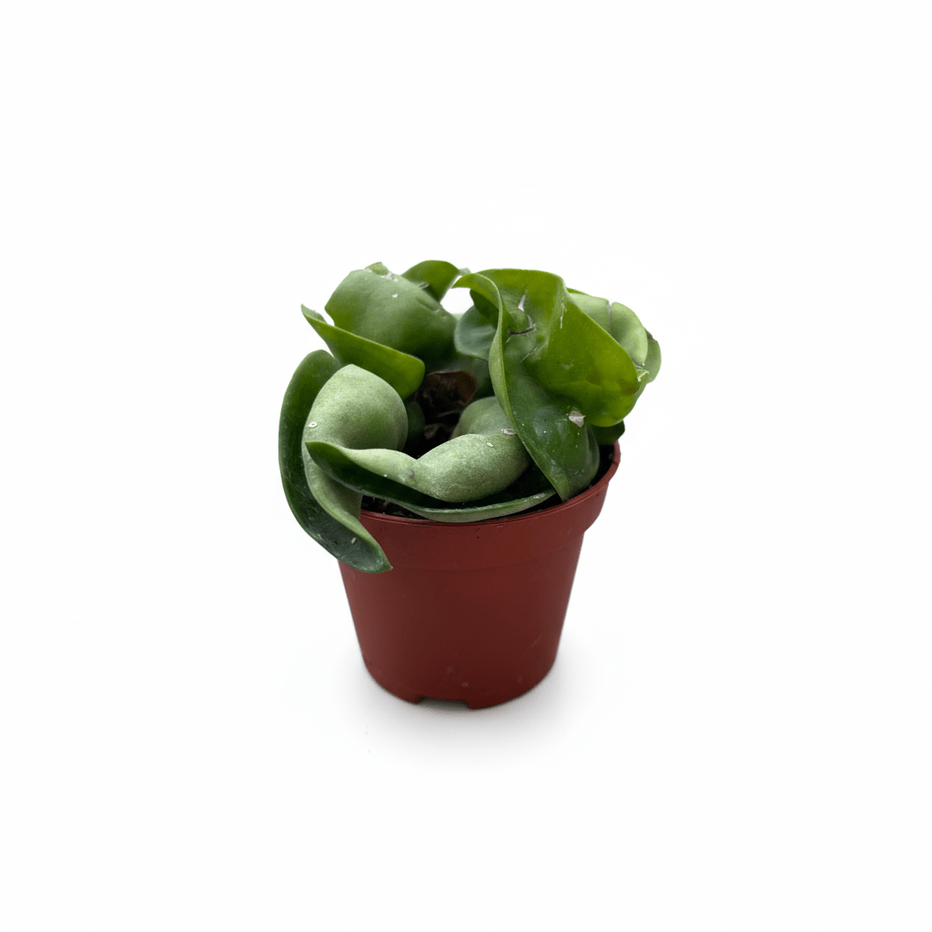 בייבי הויה קומפקטה קוטר 6 - רוטין (ירוק במרפסת לשעבר)