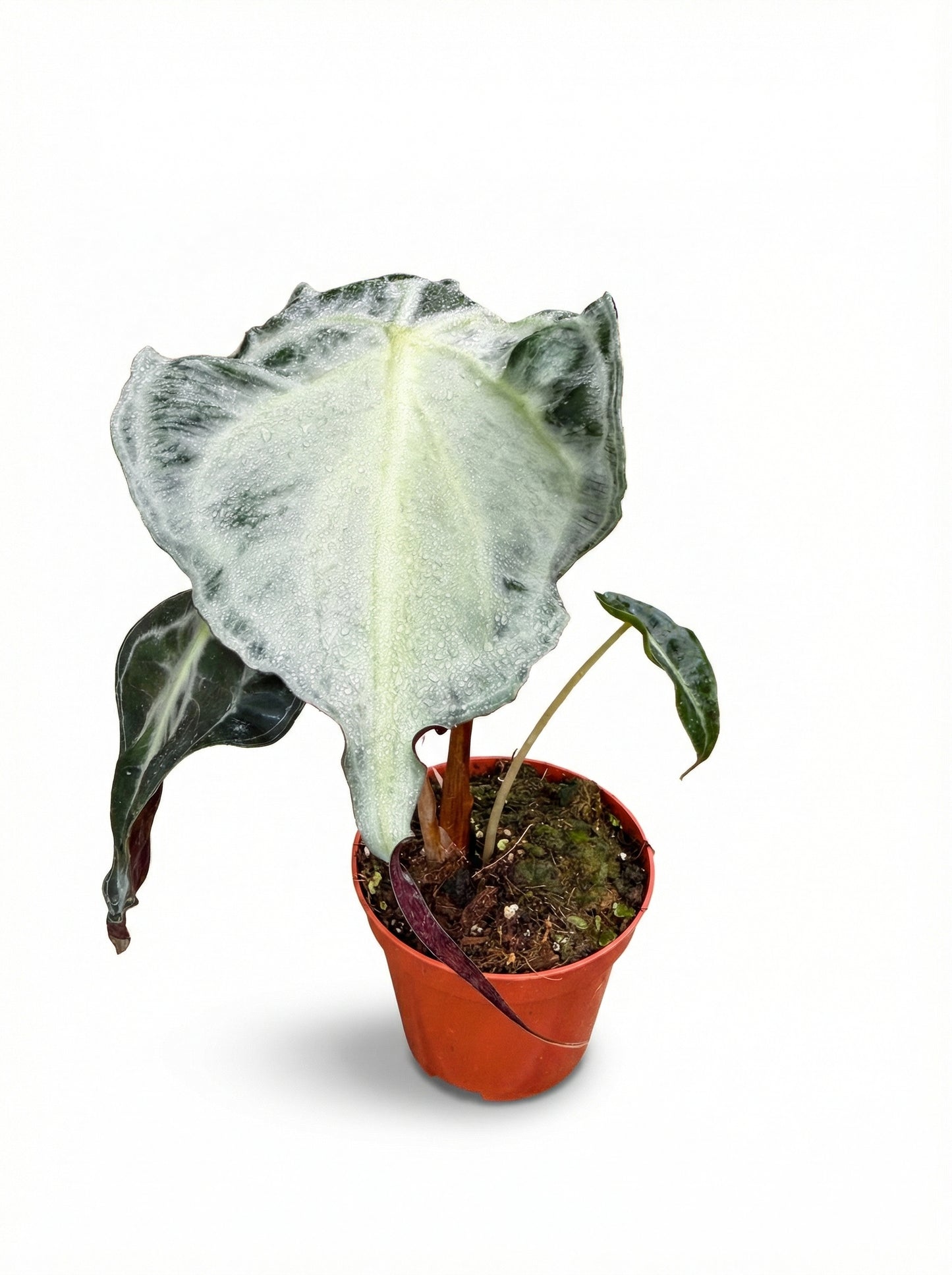 אלוקסיה ונום | בינוני מבצע-3-nan.png.png