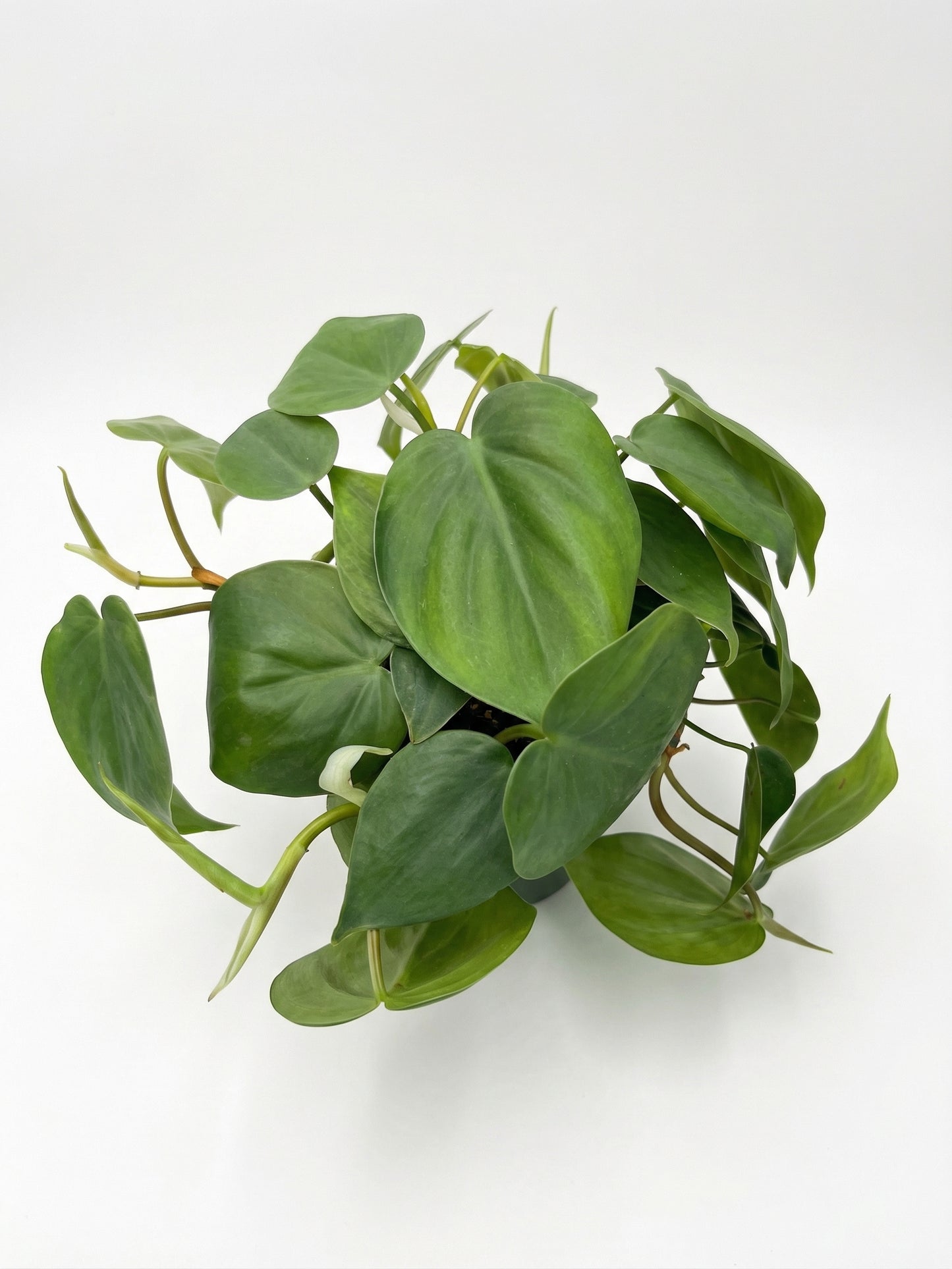 סקנדנס | בינוני-3-nan.png.png