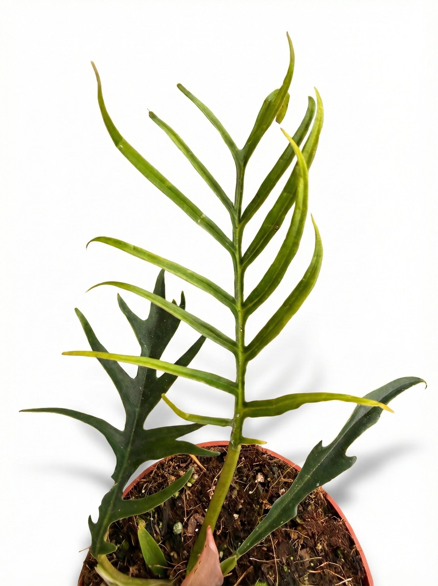 פילודנדרון טורטם | בינוני-3-nan.png.png