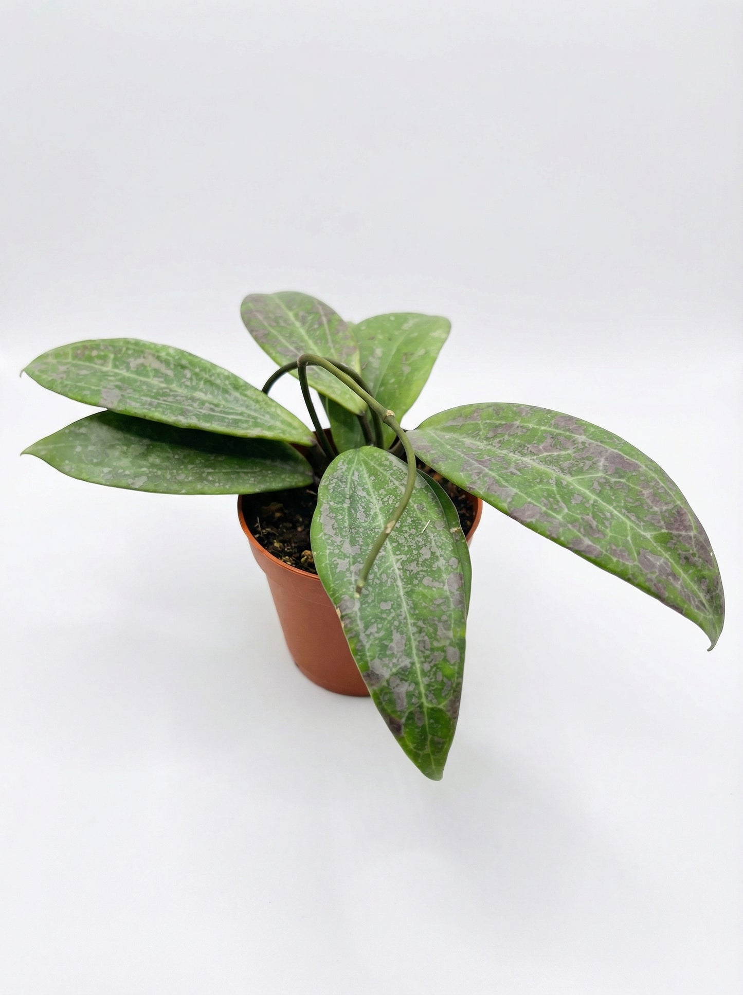 הויה וויברגיאה | בייבי מבצע-3-nan.png.png