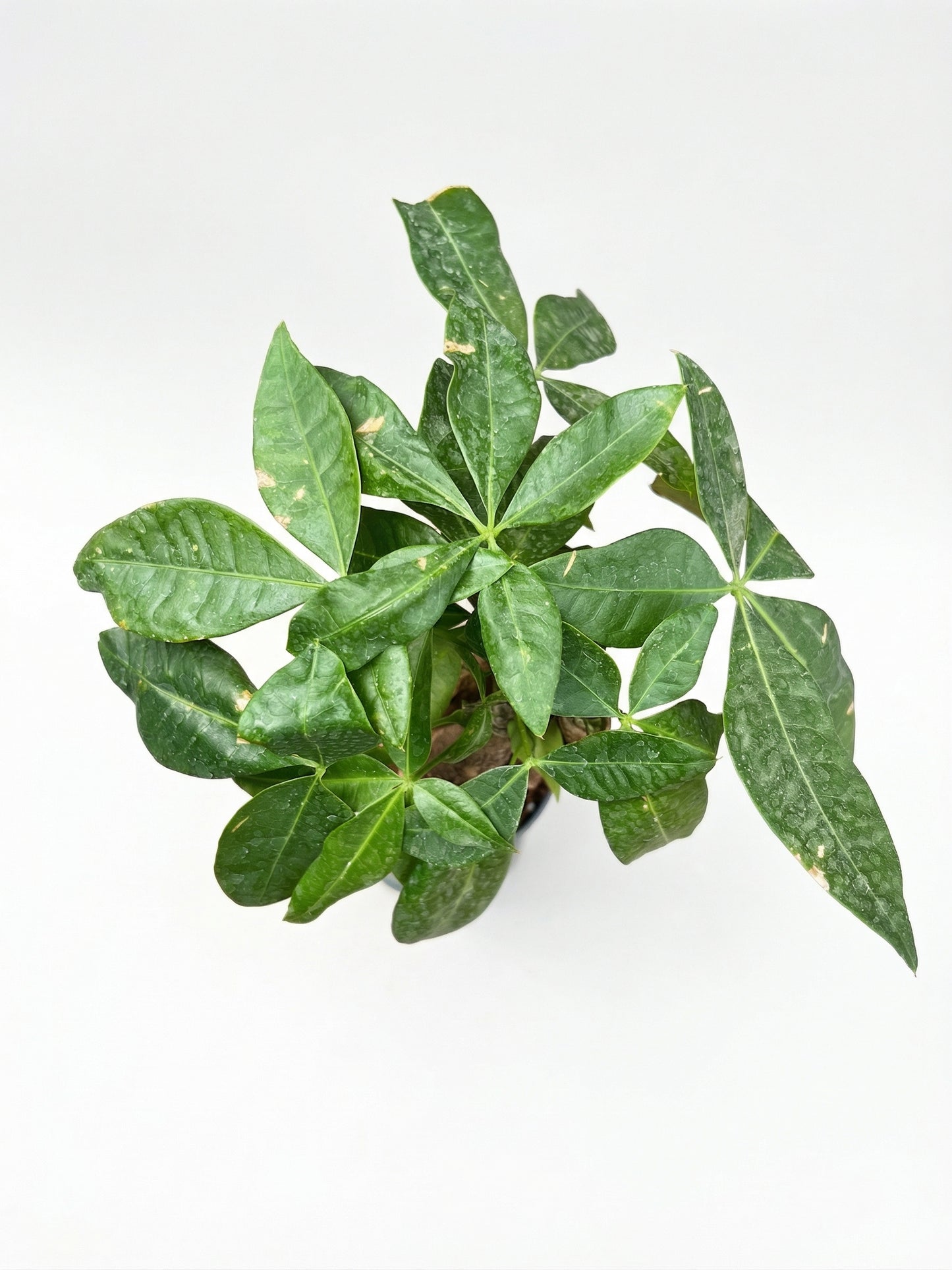 פכירה שלישיות | בייבי-2-nan.png.png