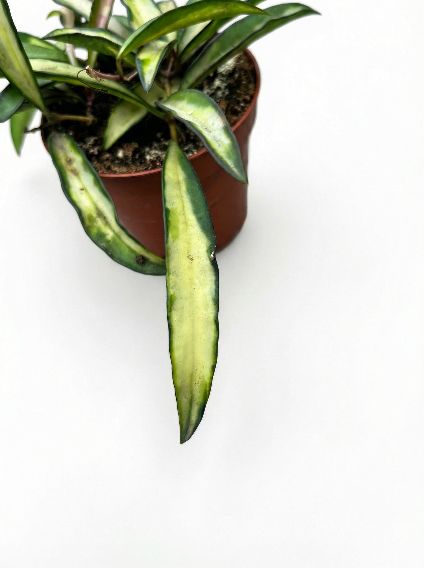 הויה וויטי טריקולור | קטן-3-nan.png.png