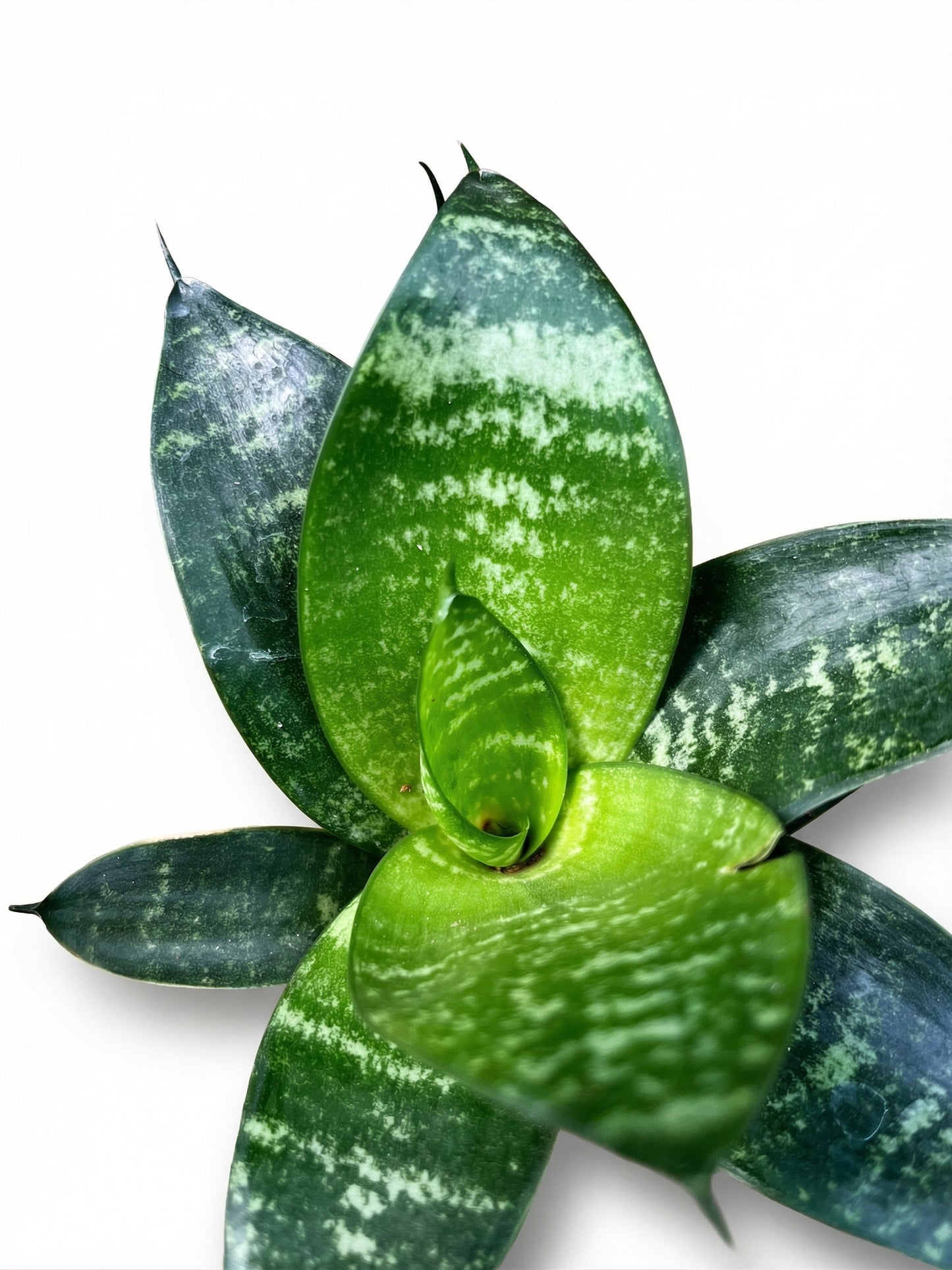 סנסויריה האני | בייבי-3-nan.png.png