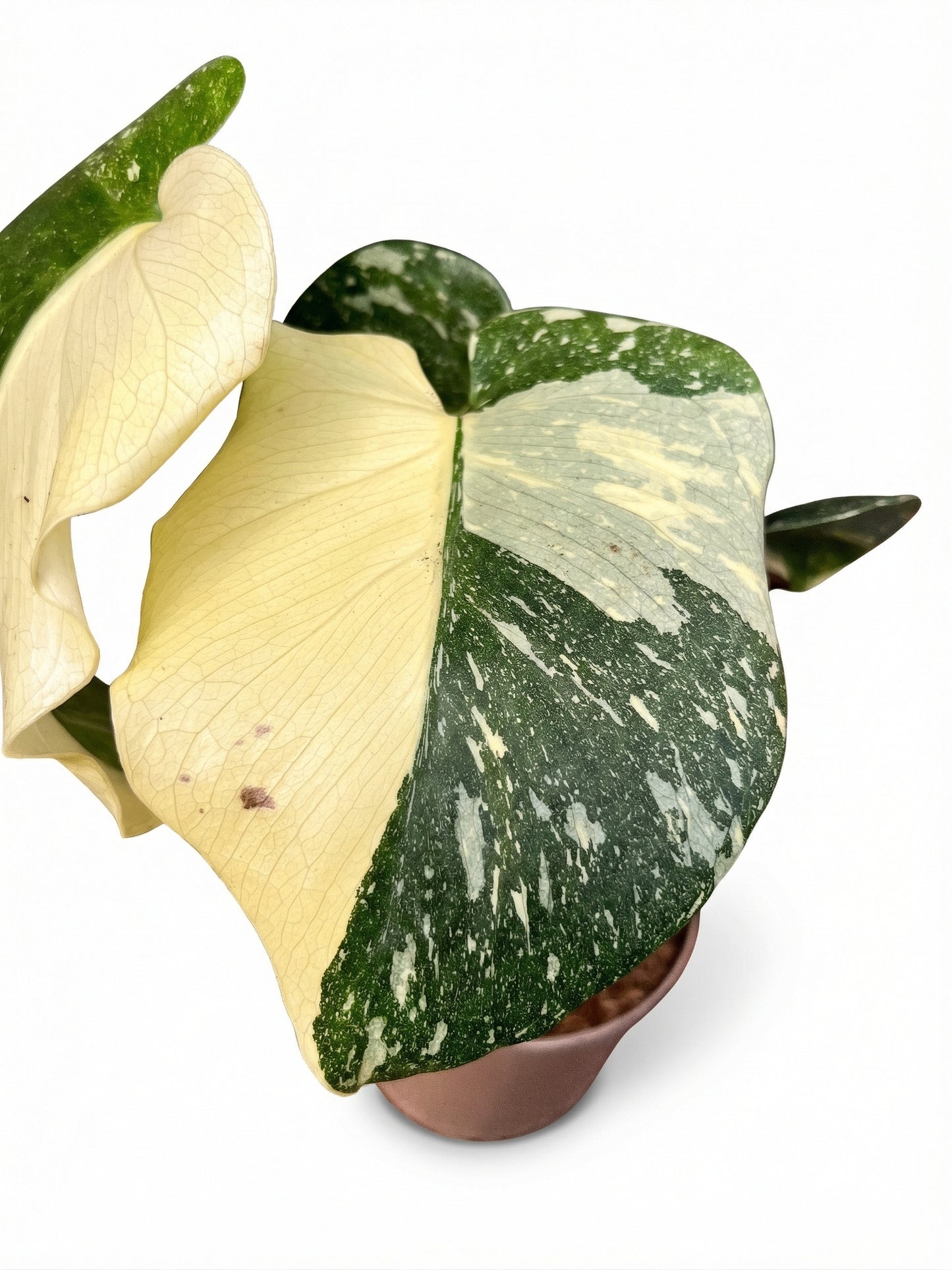 מונסטרה תאי סופר מגוונת | בינוני-3-nan.png.png