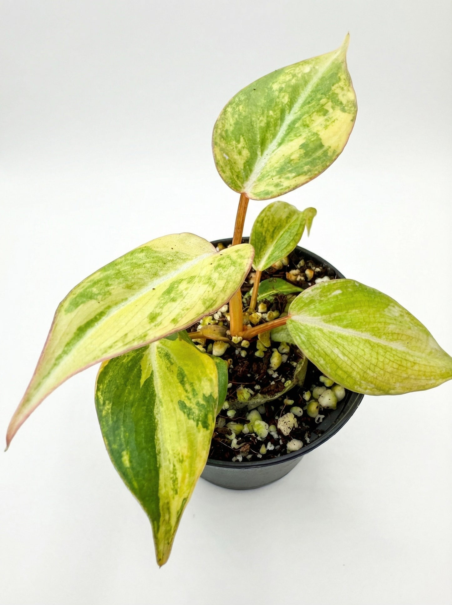 גלוריאוסום אלבו | בייב מבצע-2-nan.png.png