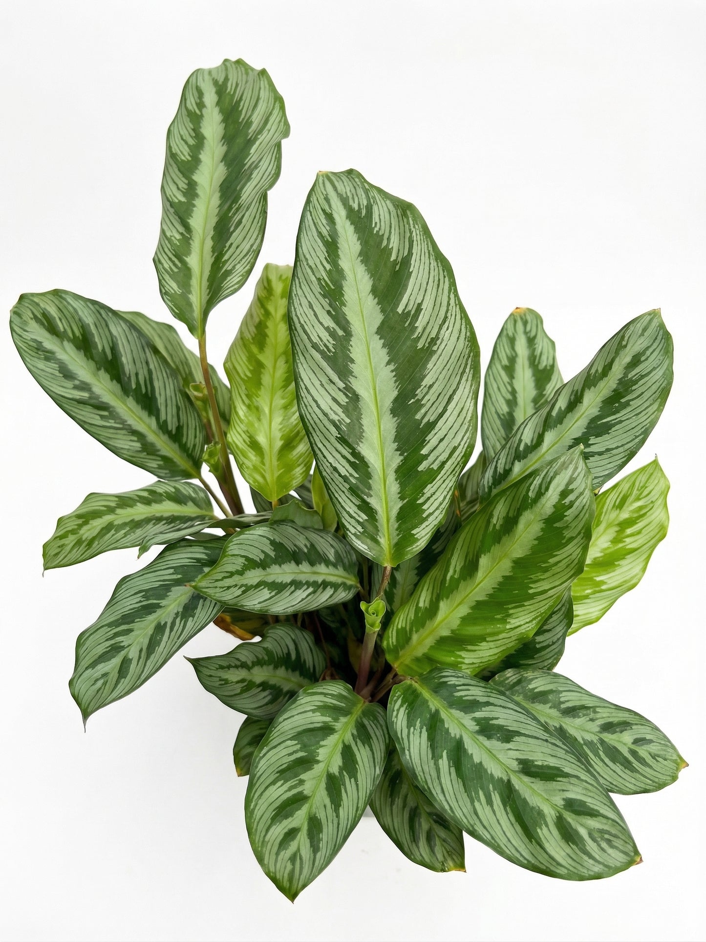 קלתיאה סילבר סטאר | בינוני-3-nan.png.png