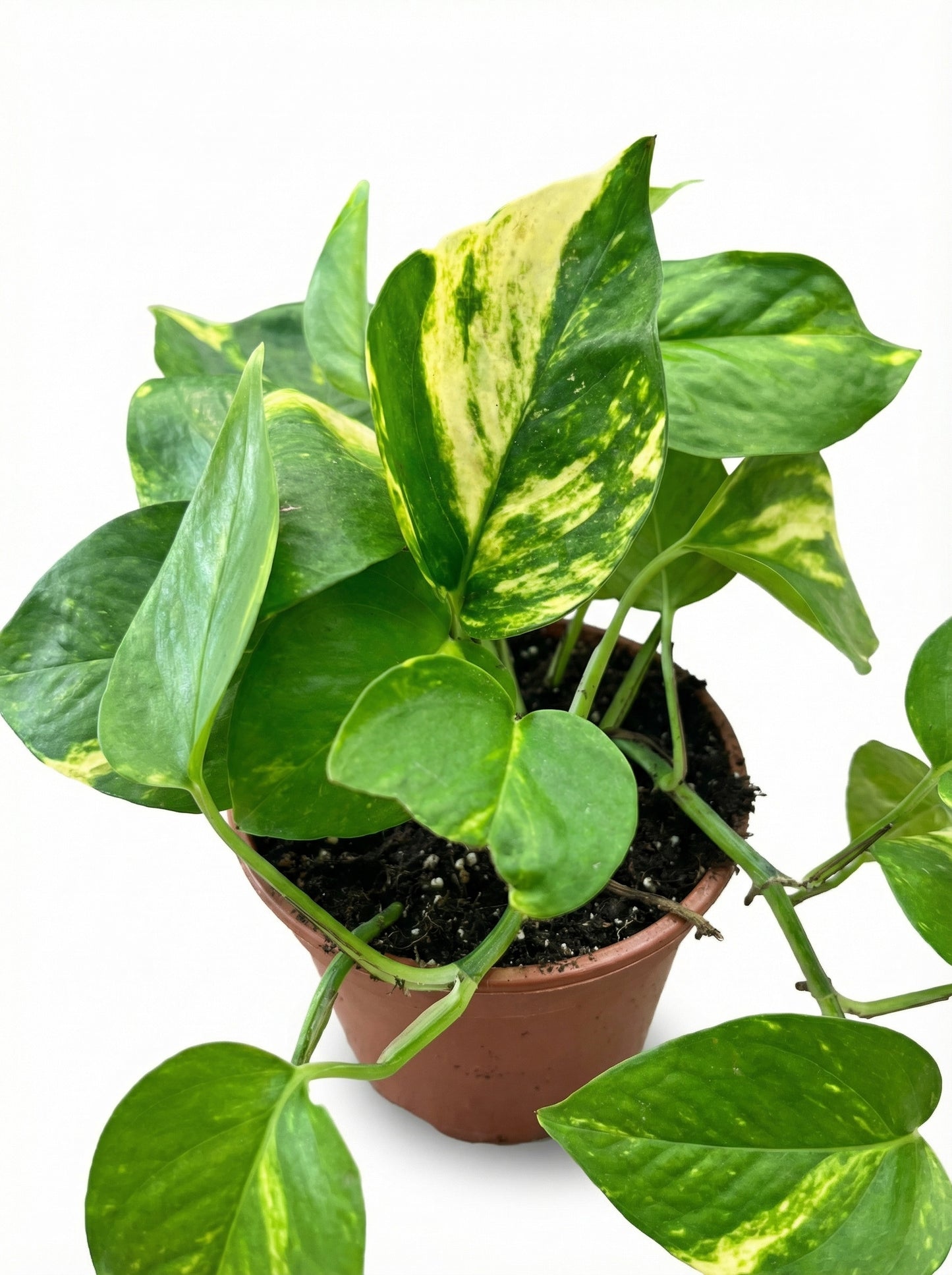 פוטוס | בינוני-3-nan.png.png