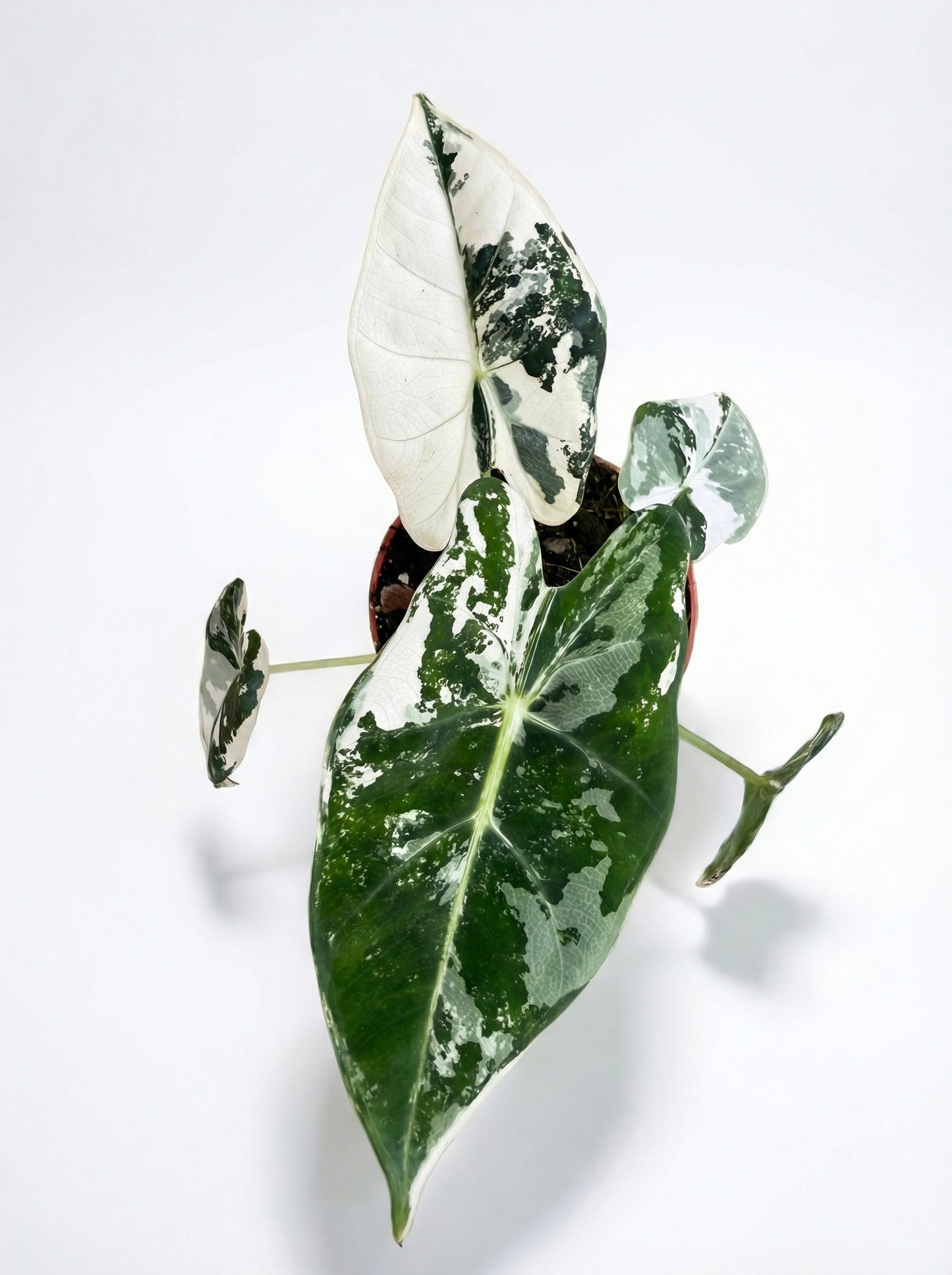 אלוקסיה פריידיק מגוונת | בייבי-3-nan.png.png