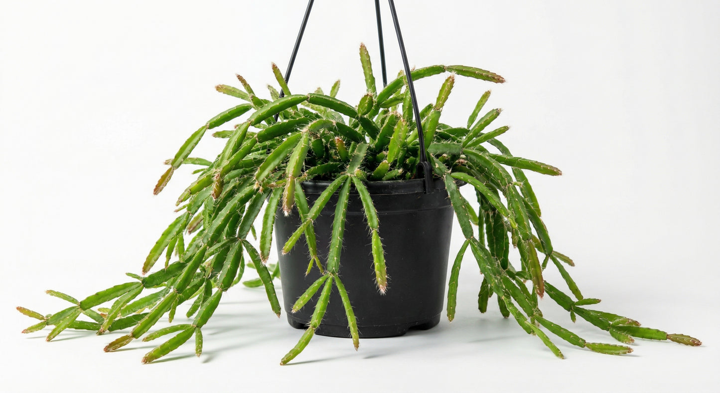 ריפסליס פרדוקסה מינור | בינוני-3-nan.png.png