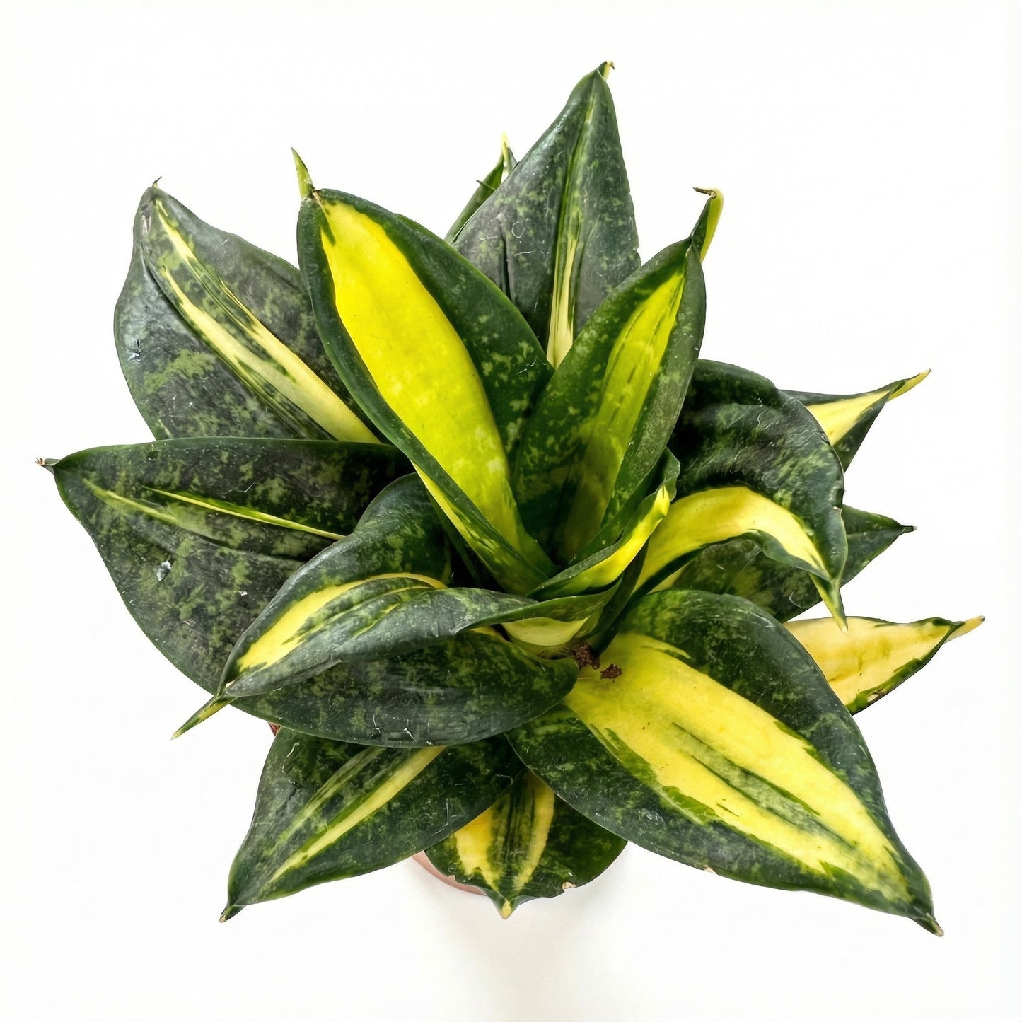 סנסיווריה האני ספירל סטאר | בייבי-3-nan.png.png