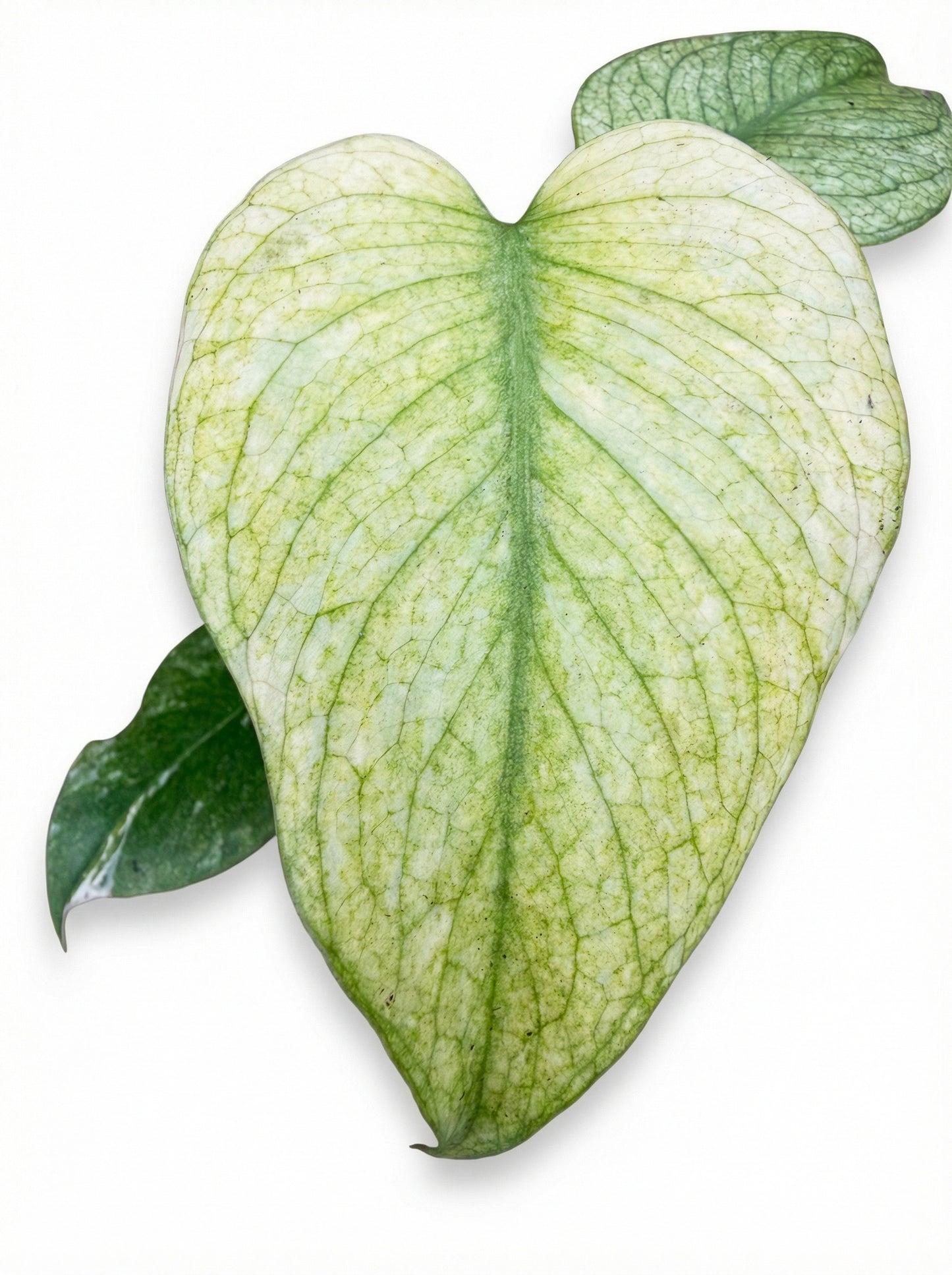 מונסטרה מינט | בייבי מבצע-3-nan.png.png