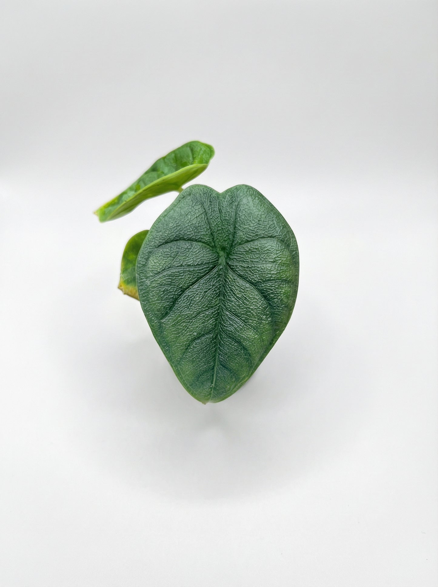 אלוקסיה מלו | בייבי-3-nan.png.png