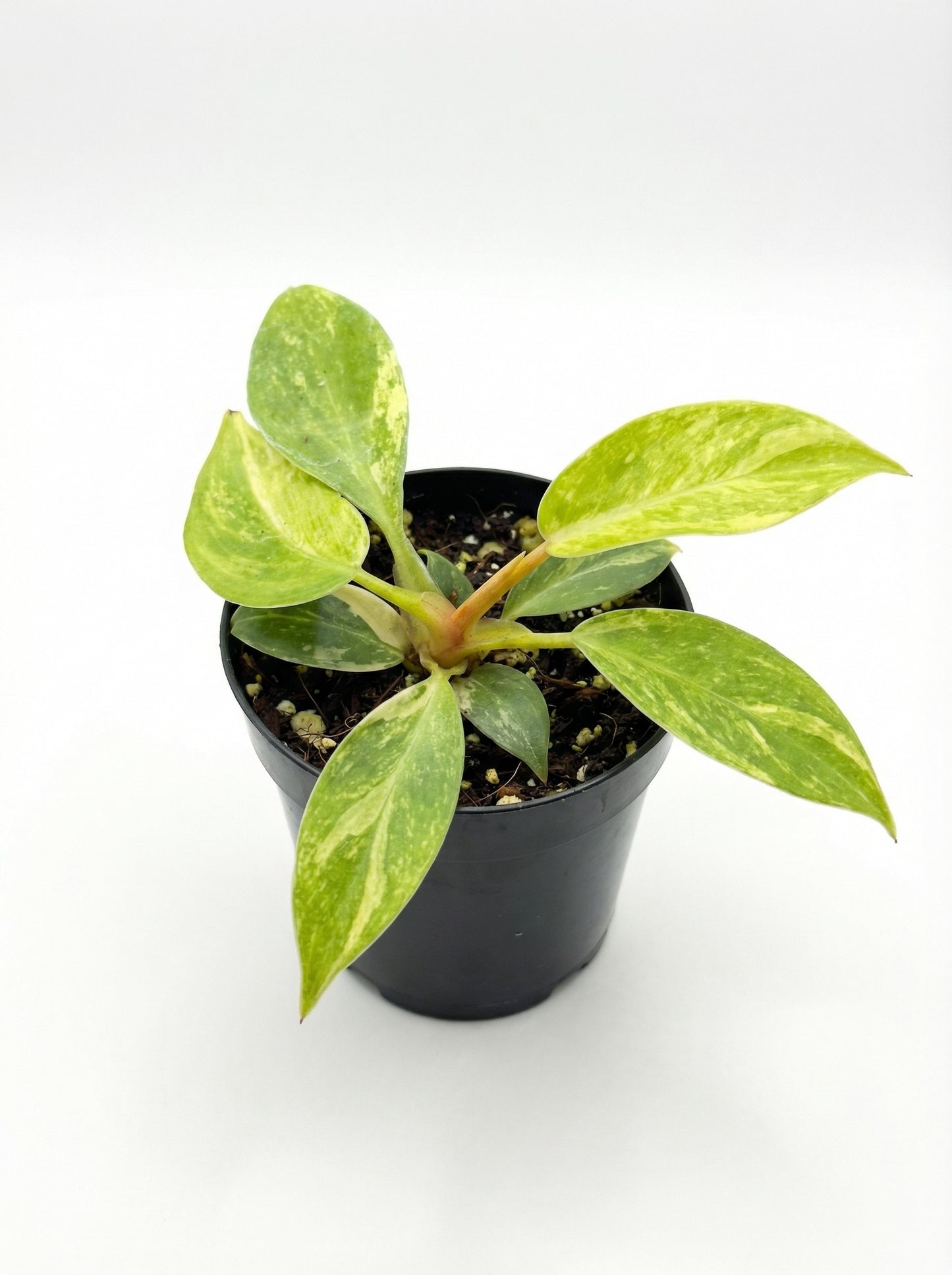 פילונדנדרון ביוטי | בייבי מבצע-3-nan.png.png