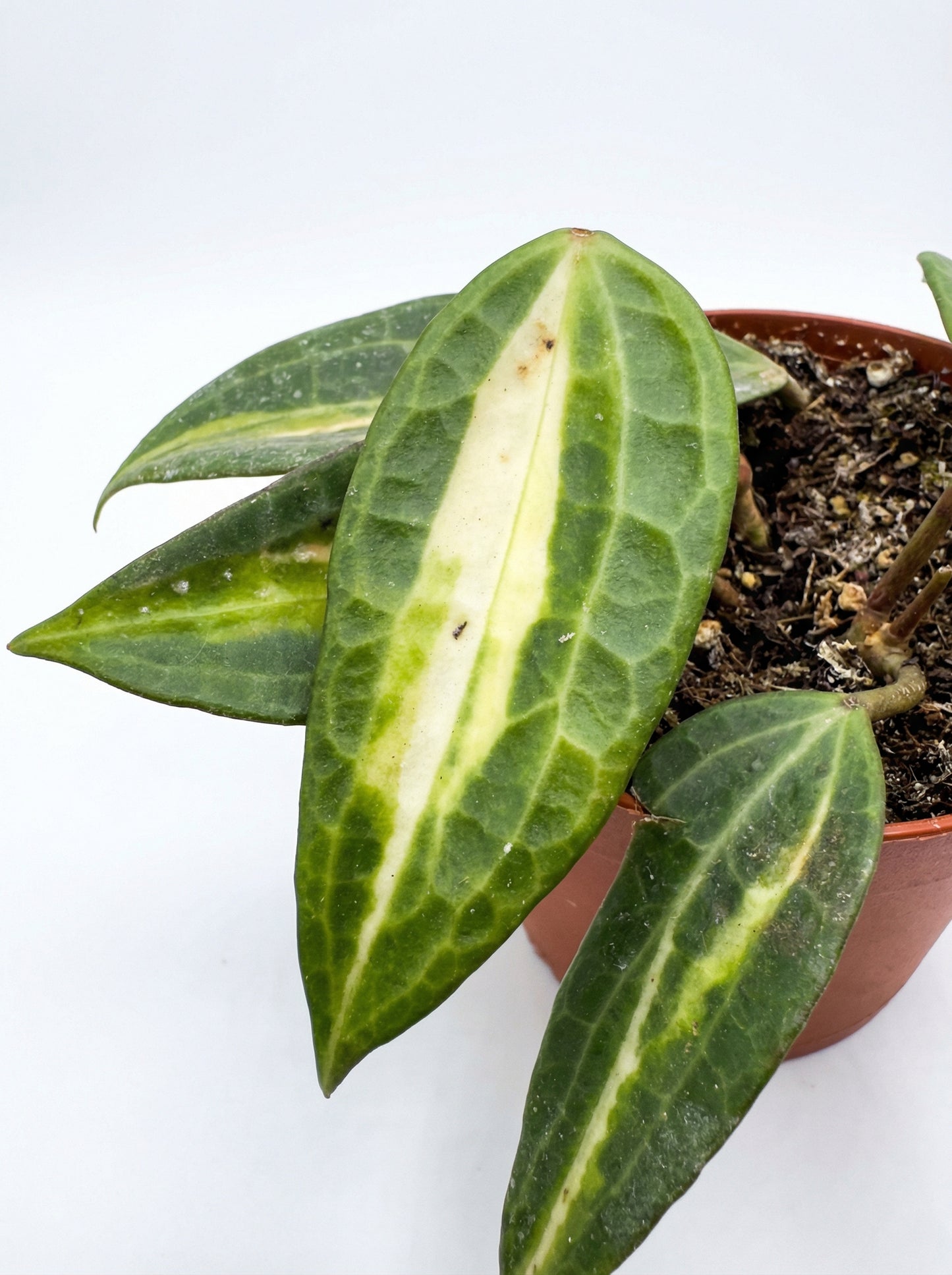 הויה פוט אוף גולד | בינוני-3-nan.png.png