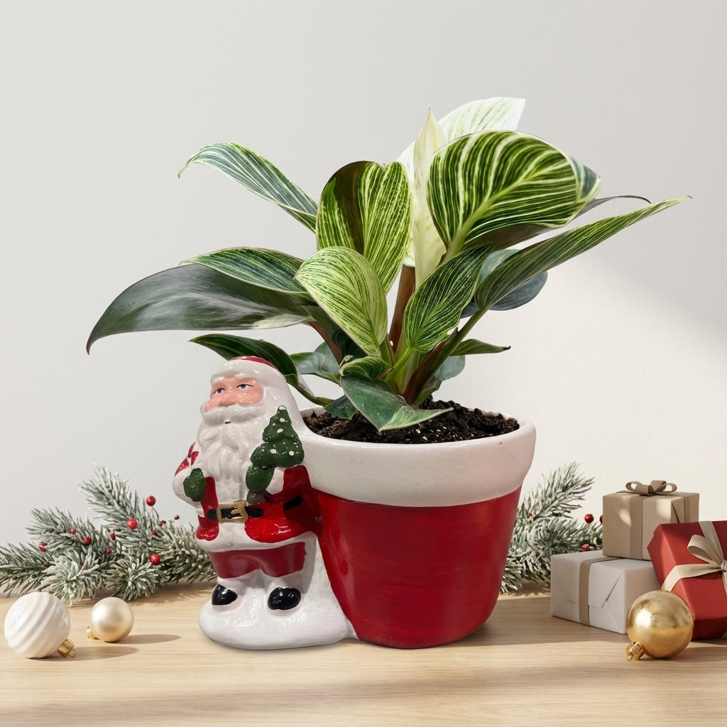 פילונדנדרון בירקין פרימיום