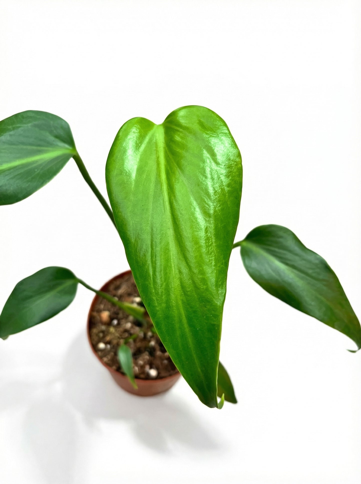 מונסטרה b.m.f | בינוני-3-nan.png.png