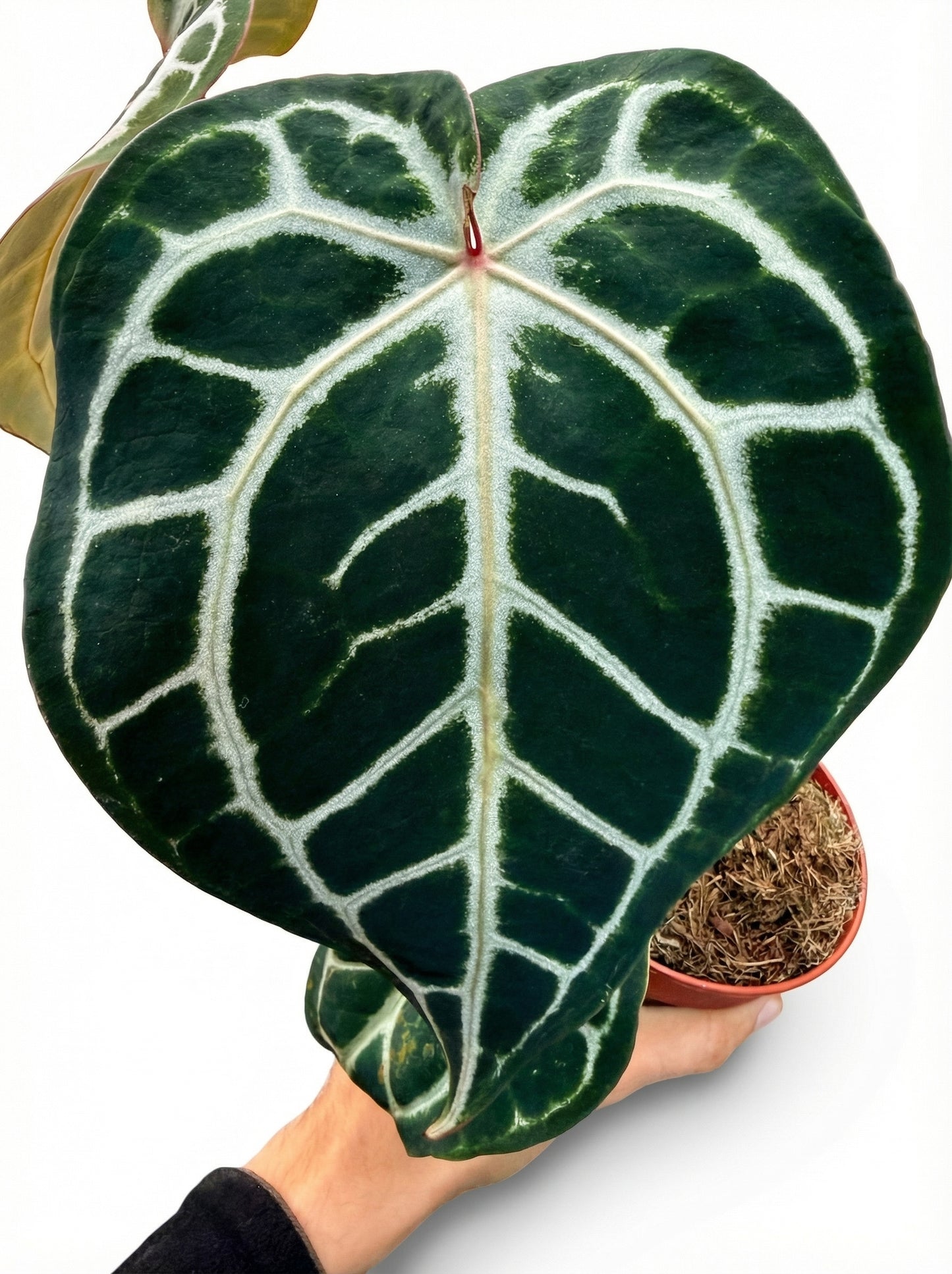 אנטוריום קריס הייבריד | בינוני-3-nan.png.png