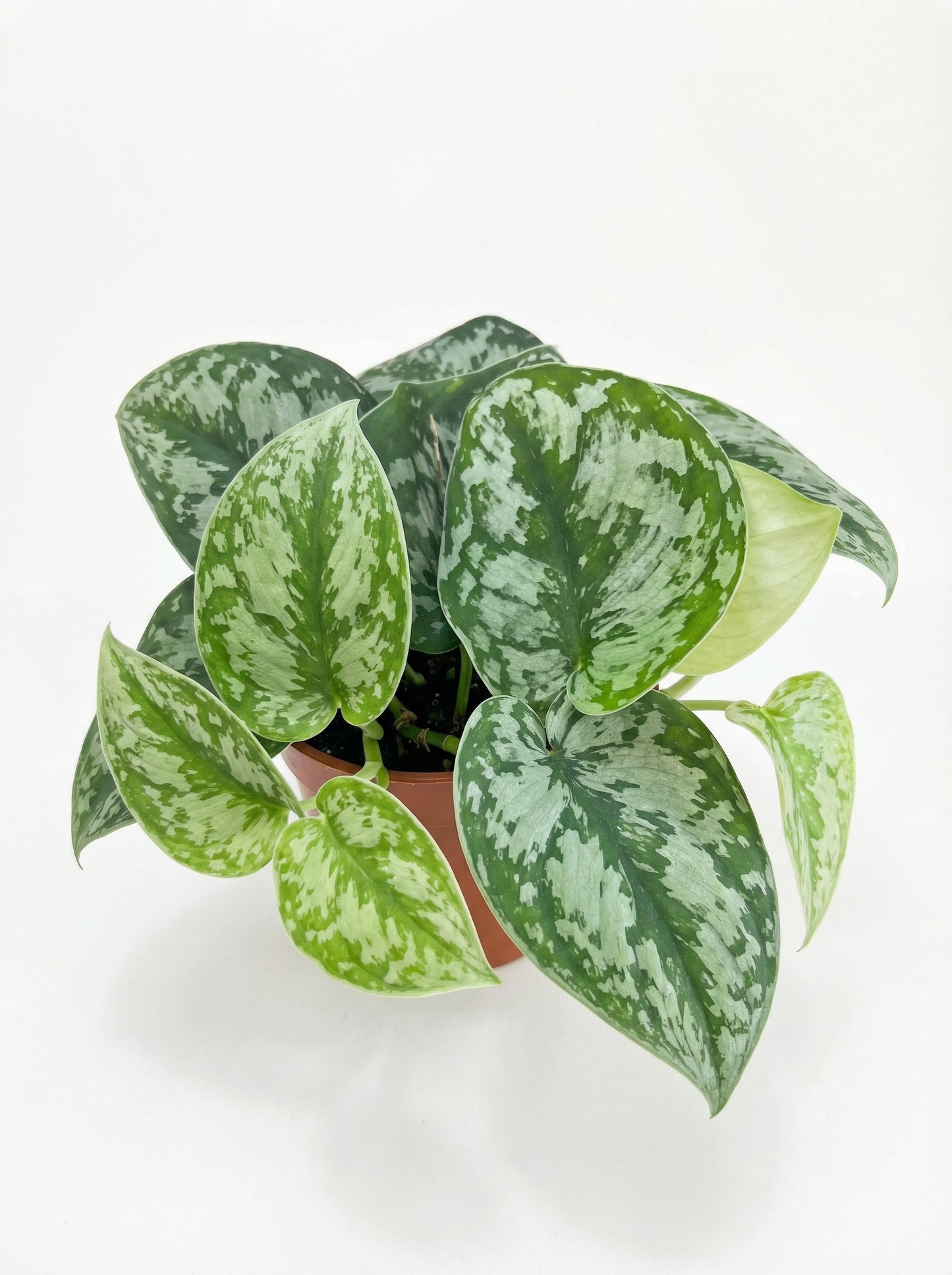 סקנדס | בינוני-3-nan.png.png