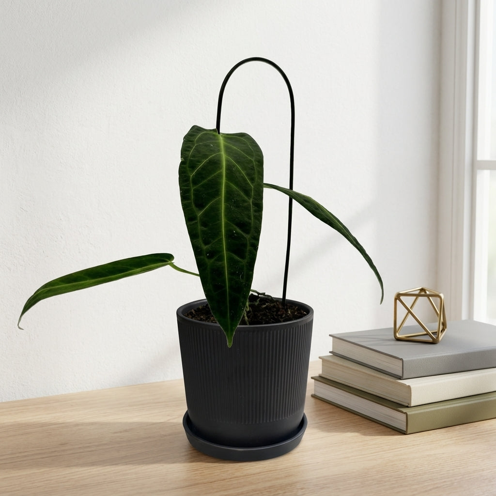 אנטוריום וורקואנום