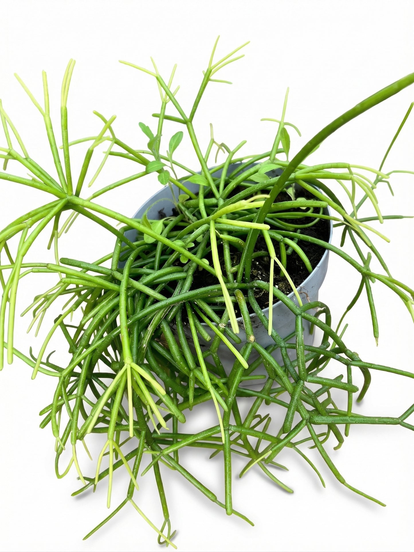 סדום | בינוני-3-nan.png.png