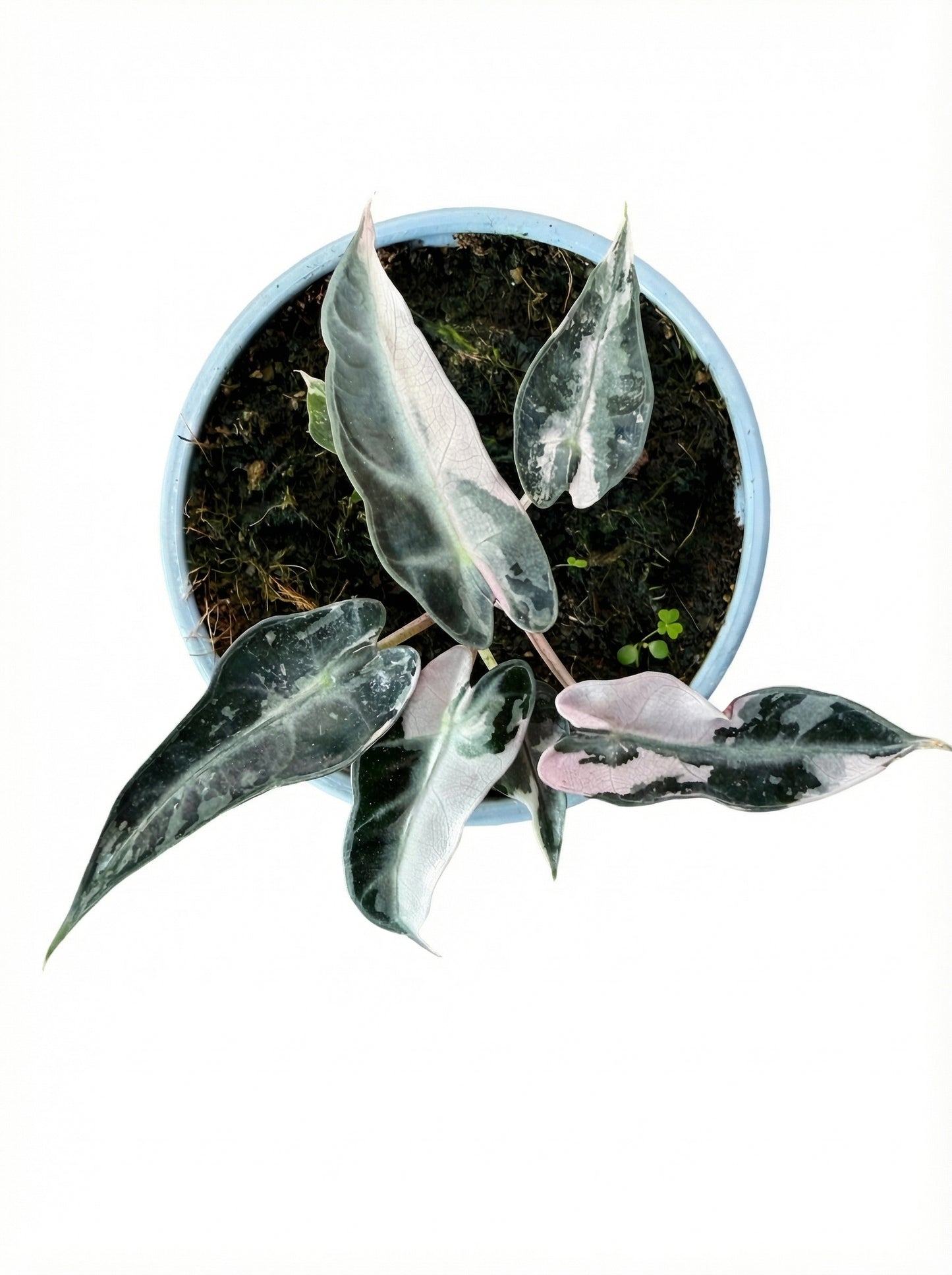 אלוקסיה במבינו ורודה | בינוני מבצע-3-nan.png.png