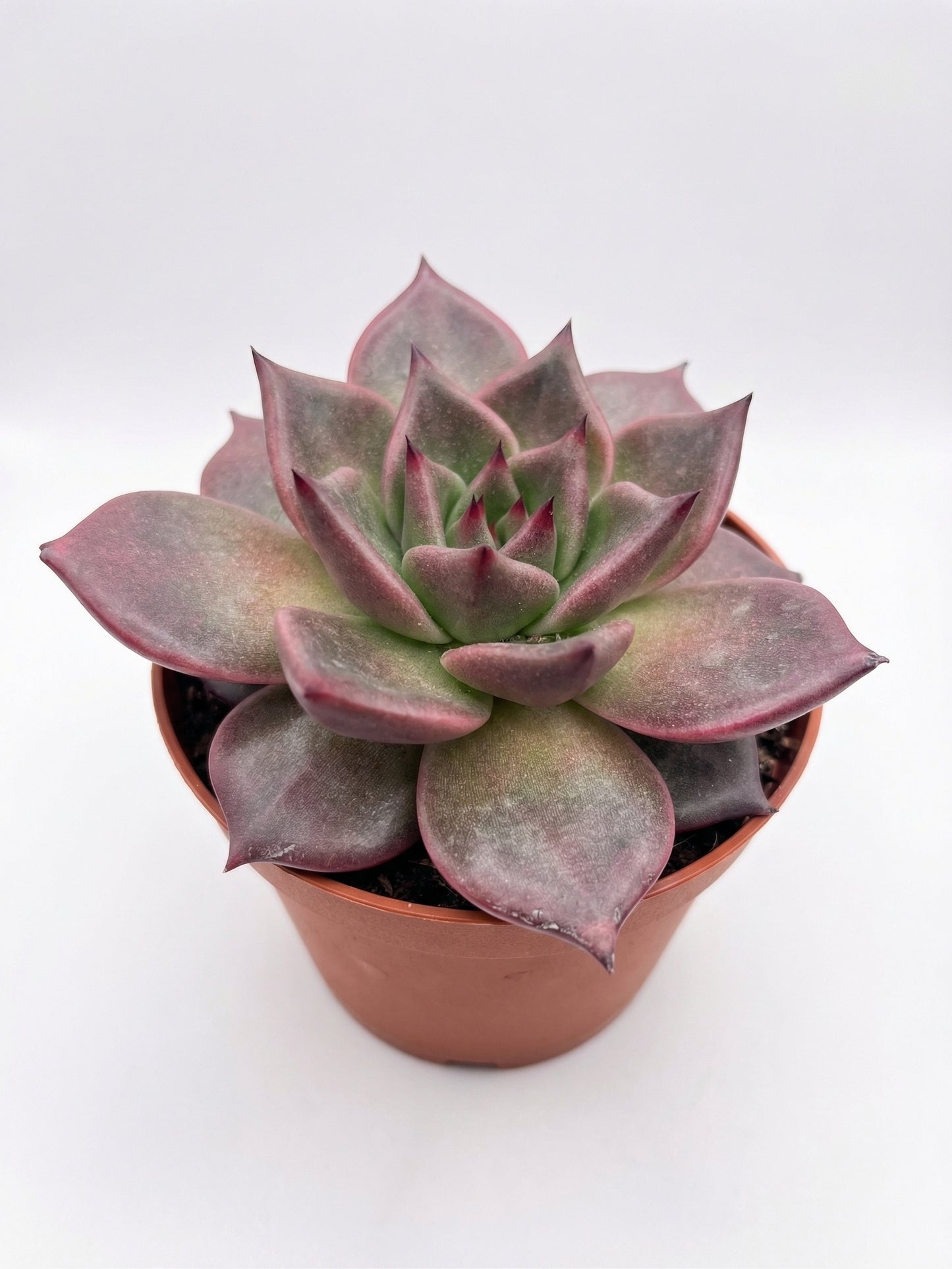 סוקולנט בהפתעה | בינוני-4-nan.png.png