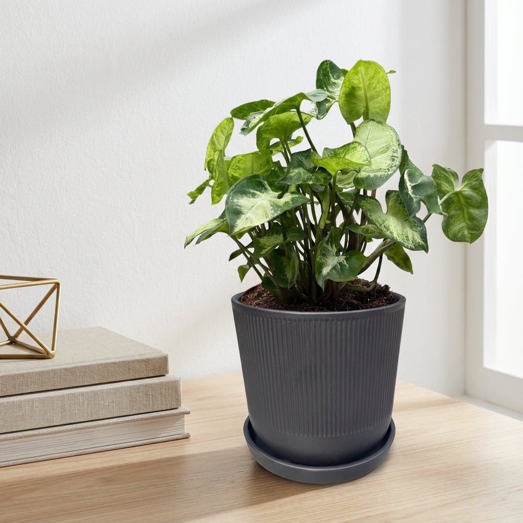 סינגוניום פיקס׳ קוטר 12