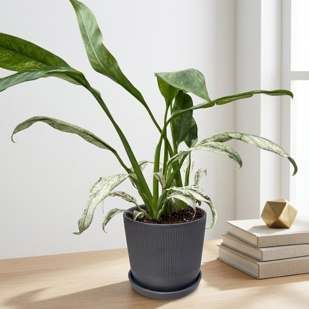 אפיפ גיגאנטום מרבל