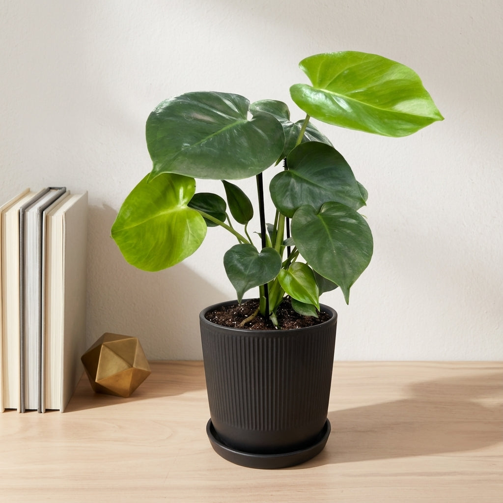 מונסטרה דליסיוסה עציץ 12