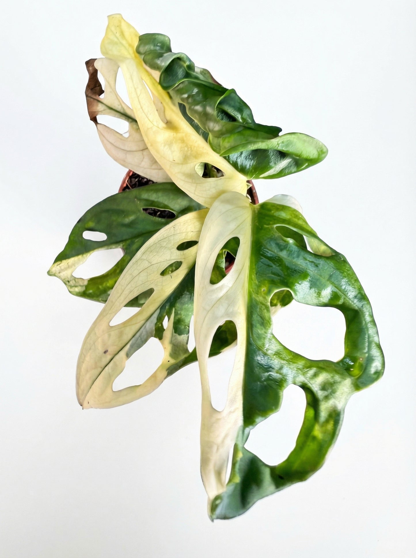 מונסטרה אדסוניי מגוונת | בייבי-3-nan.png.png