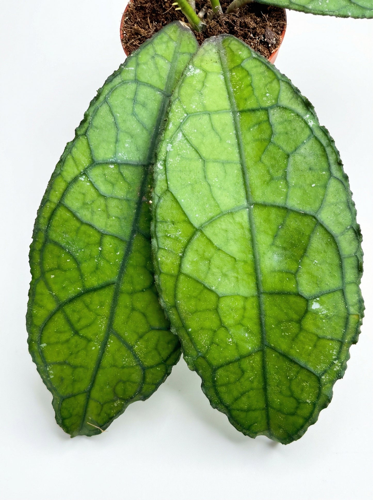 הויה קלמנסוריום רד/ספל | בייבי-3-nan.png.png