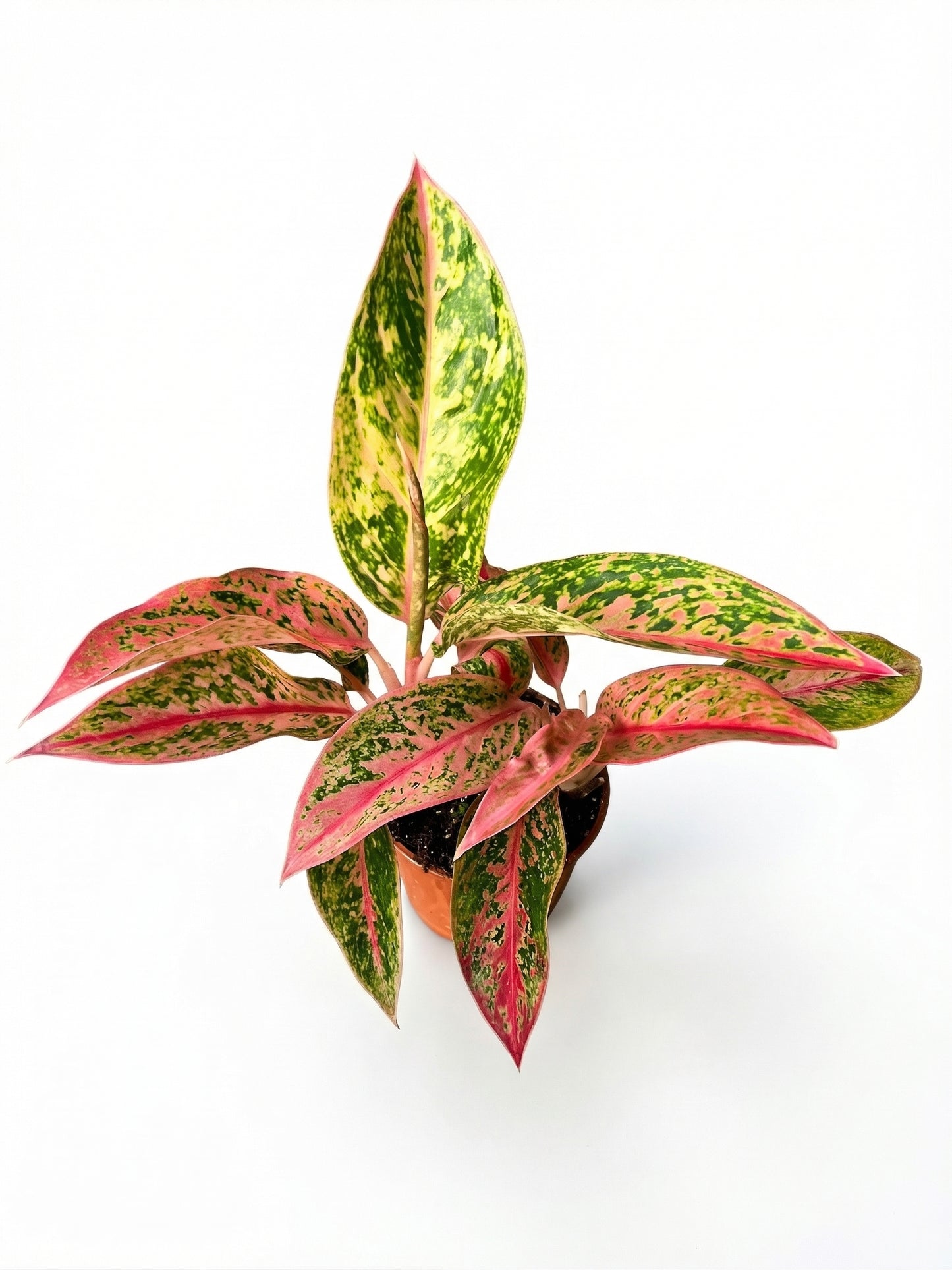 אגלונמה אדום/ירוק | בינוני-2-nan.png.png