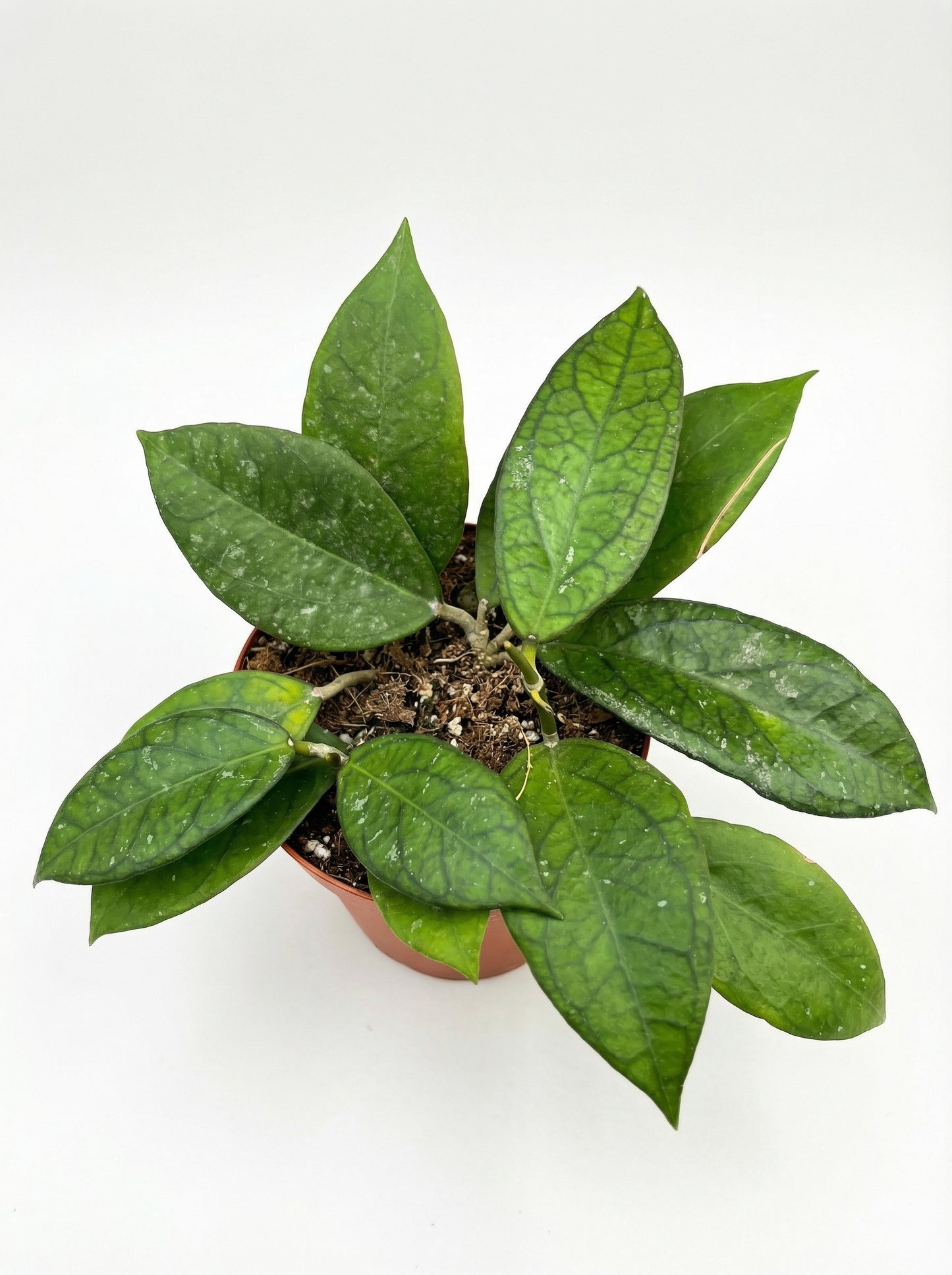 הויה טקילה סאן רייז | בינוני-3-nan.png.png