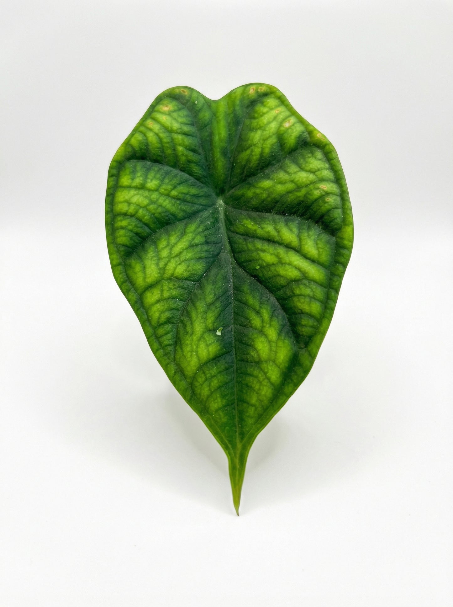 אלוקסיה דרגון סקייל| בייבי-3-nan.png.png