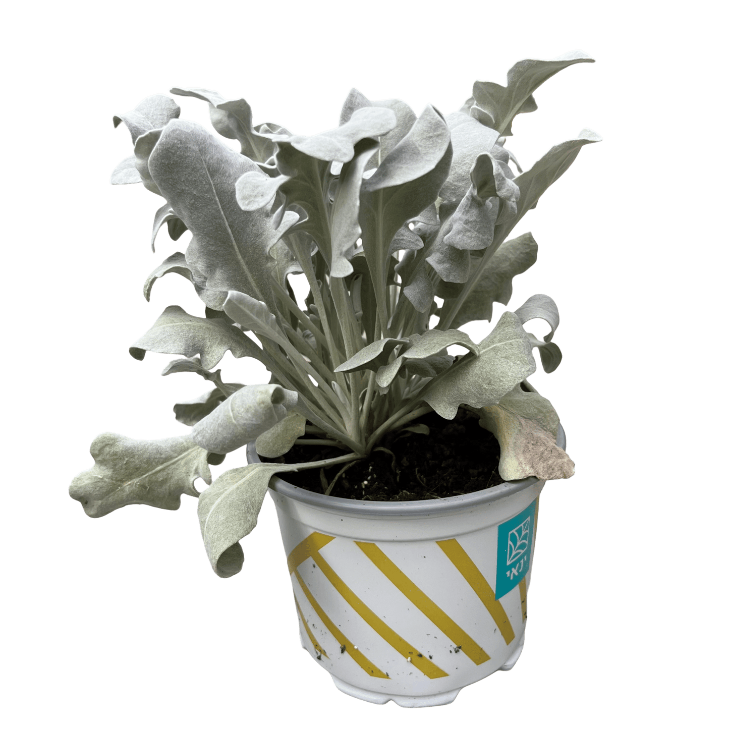 דרדר מאפיר - רוטין (ירוק במרפסת לשעבר)