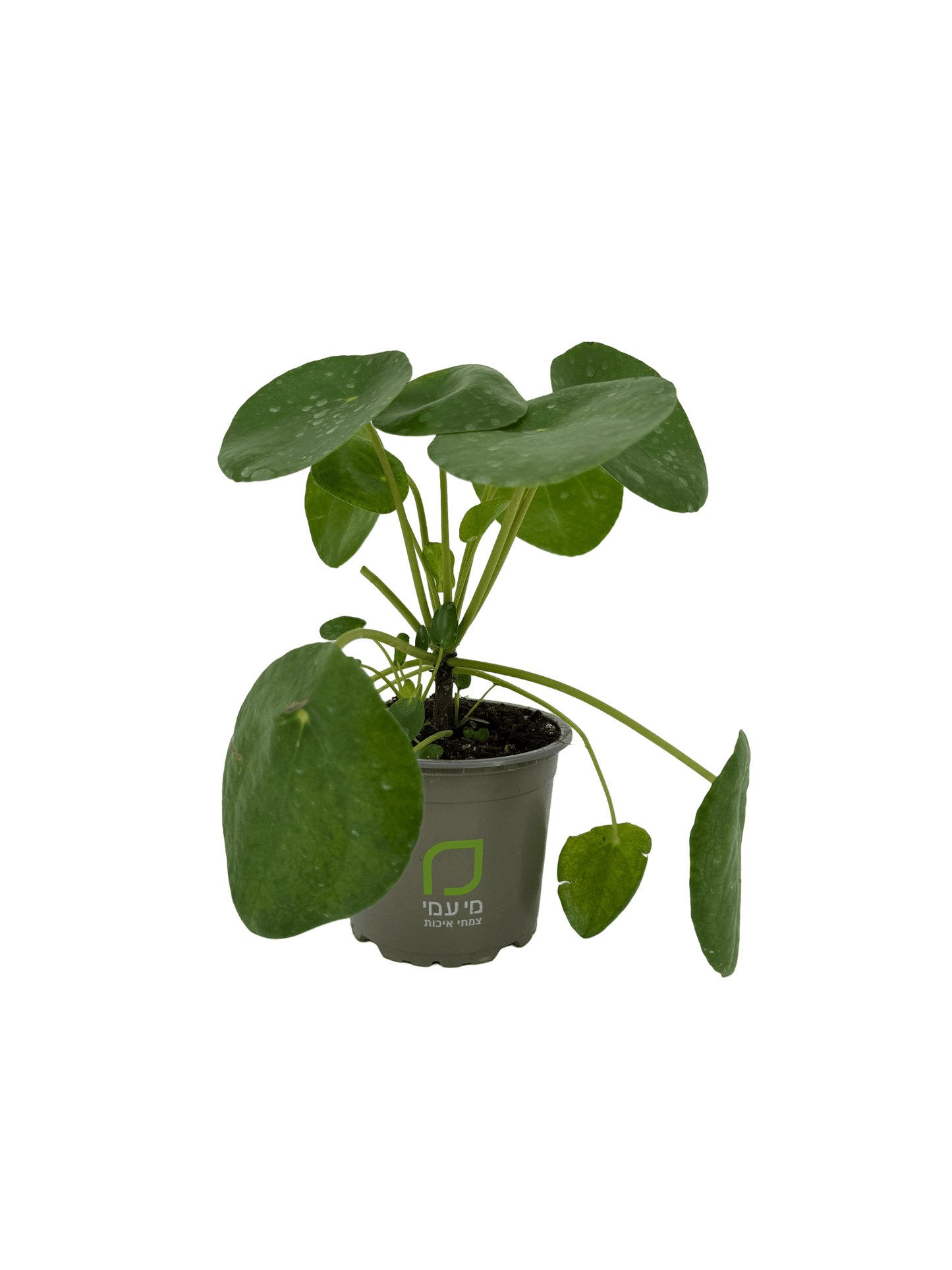 פילאה פפרומית - רוטין (ירוק במרפסת לשעבר)